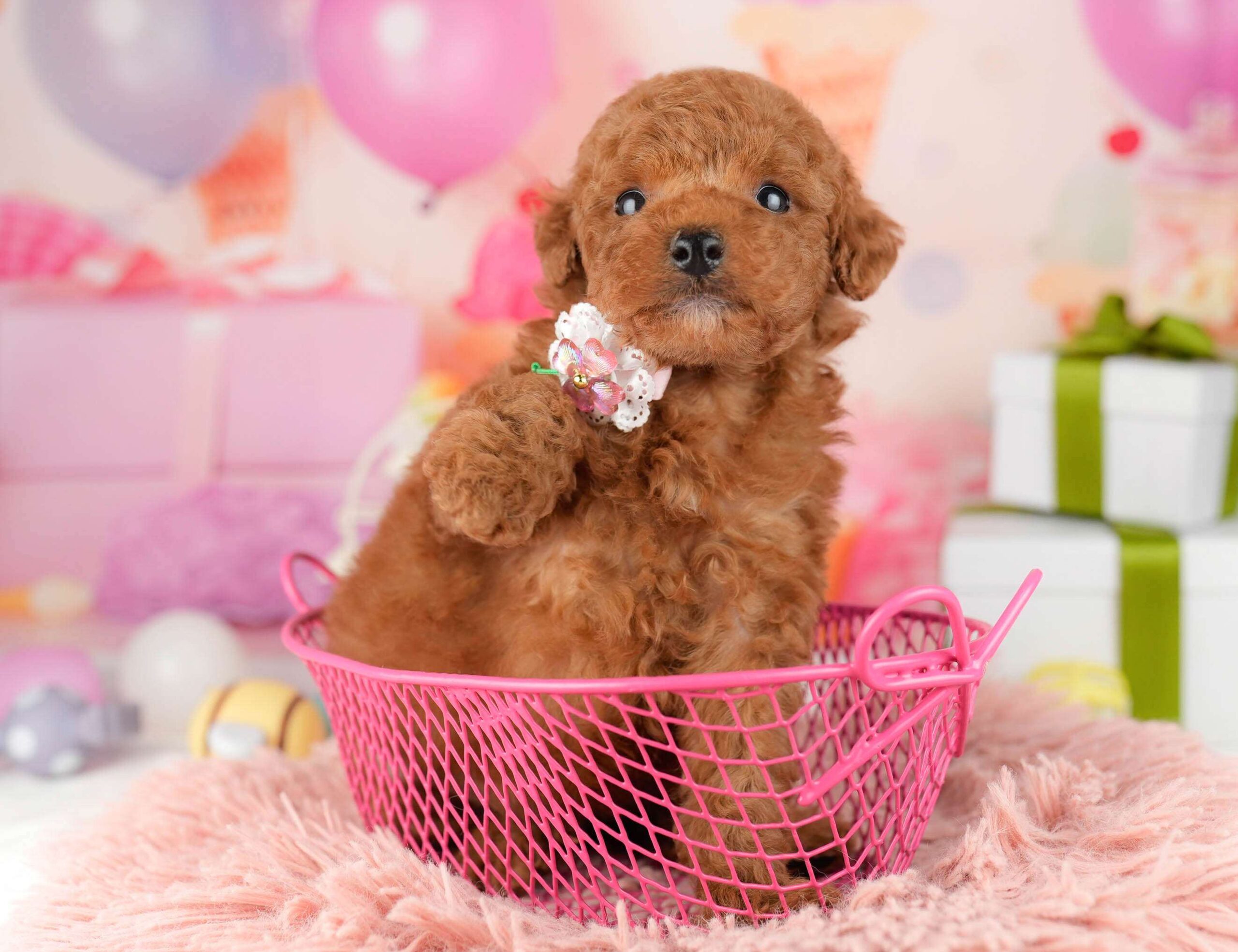 トイ・プードル | 男の子 | レッド | 2026年1月9日