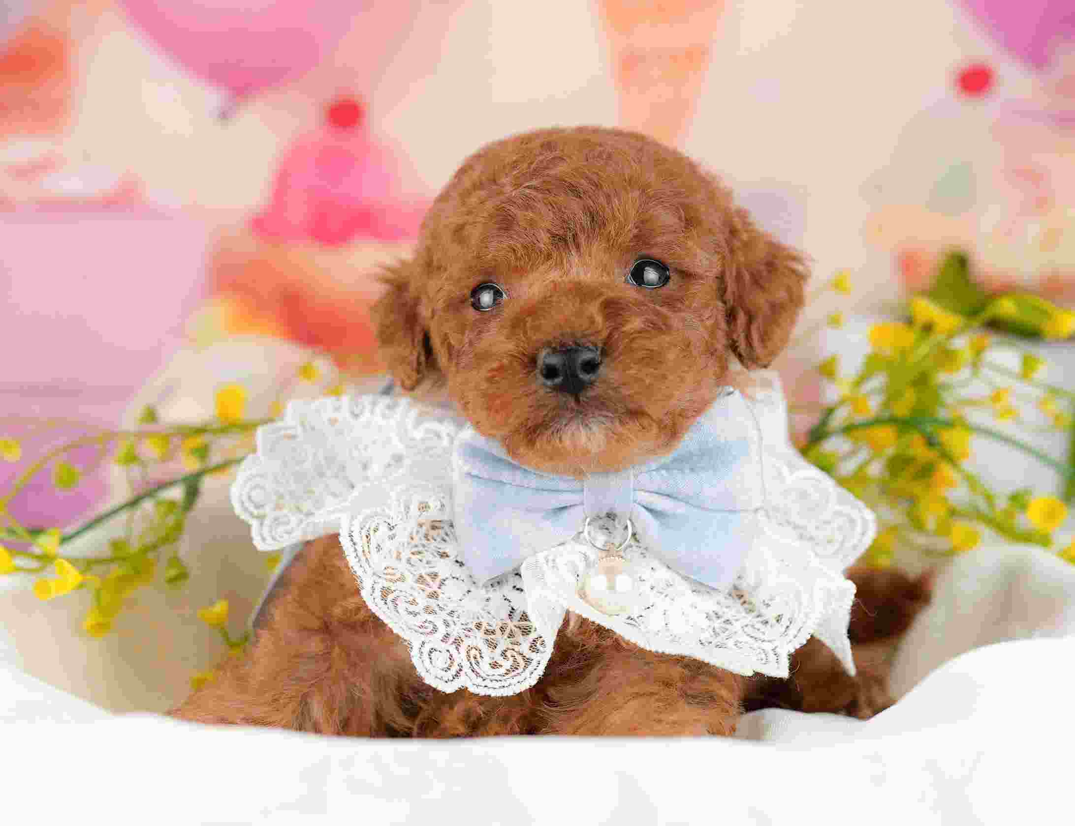 トイ・プードル | 男の子 | レッド | 2026年1月9日（ID:dog-10007395）