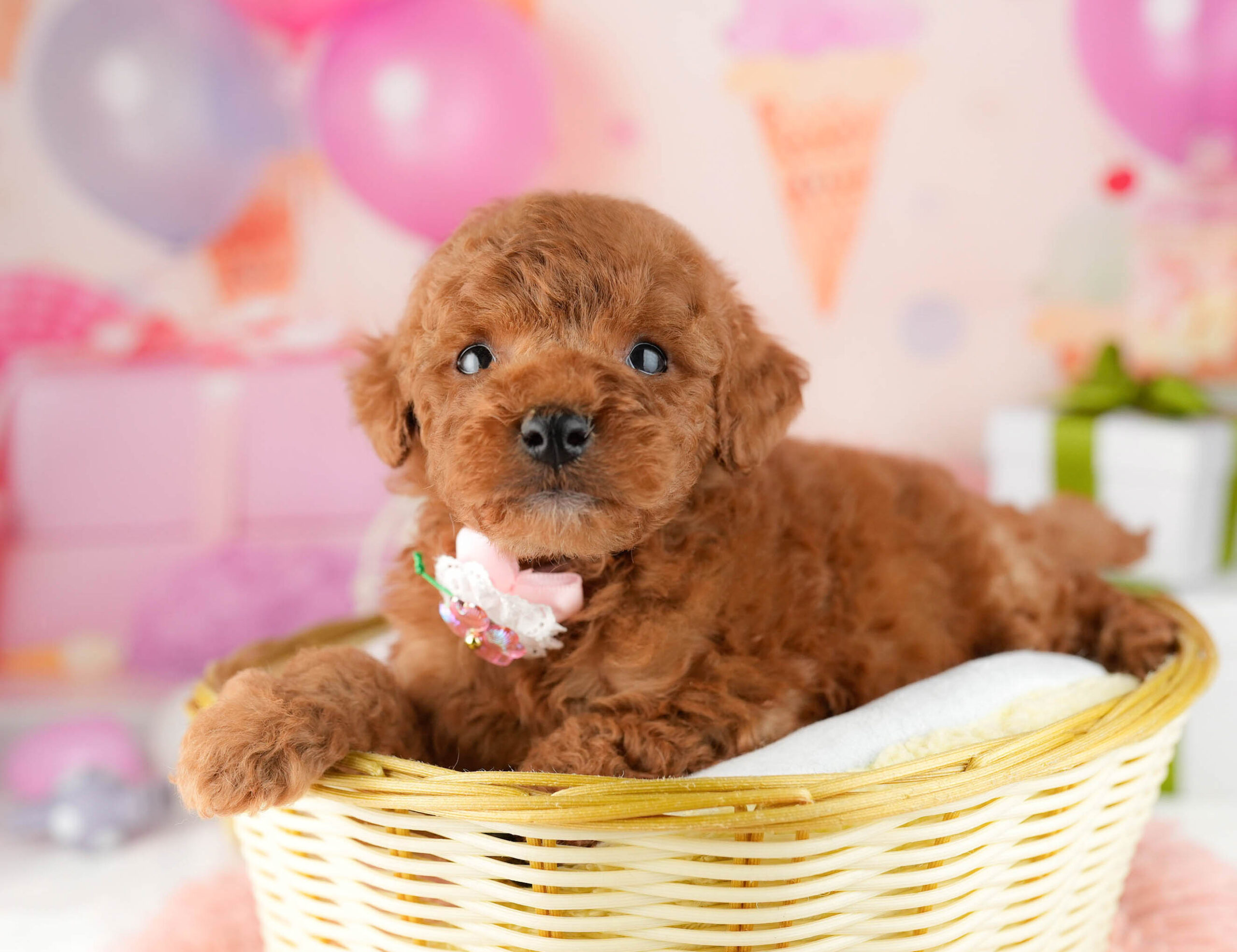 トイ・プードル | 男の子 | レッド | 2026年1月9日