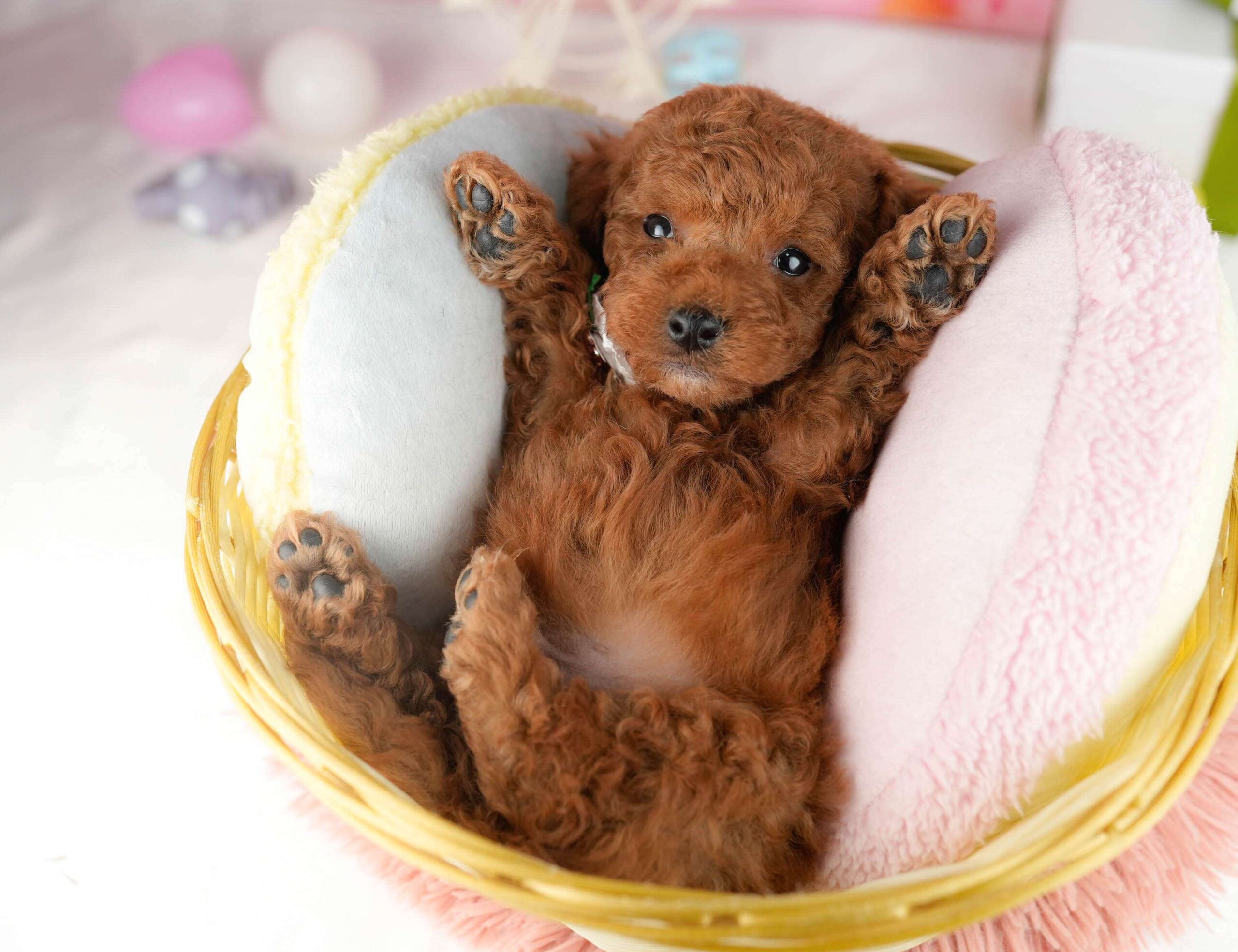 トイ・プードル | 男の子 | レッド | 2026年1月9日（ID:dog-10007395）