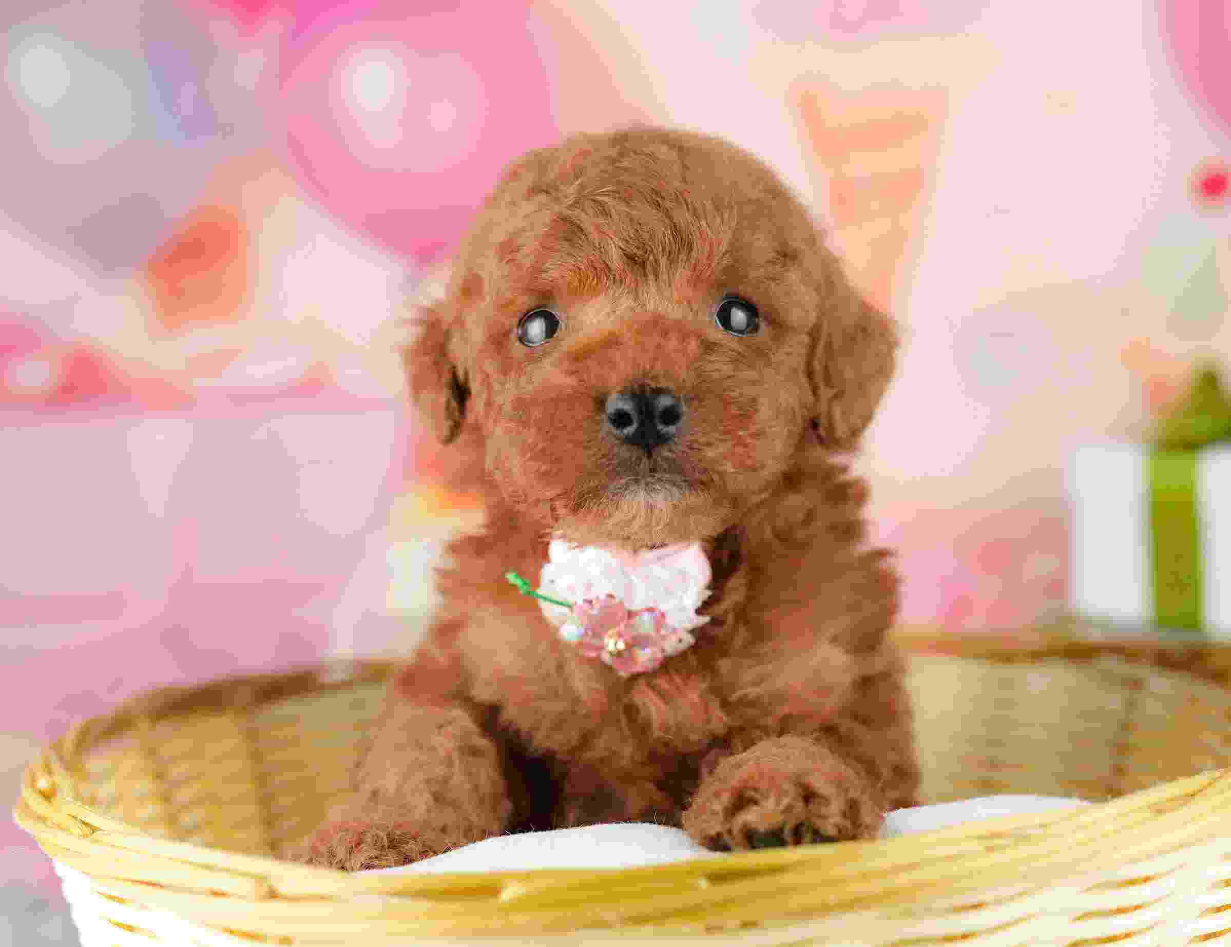 トイ・プードル | 男の子 | レッド | 2026年1月9日（ID:dog-10007395）