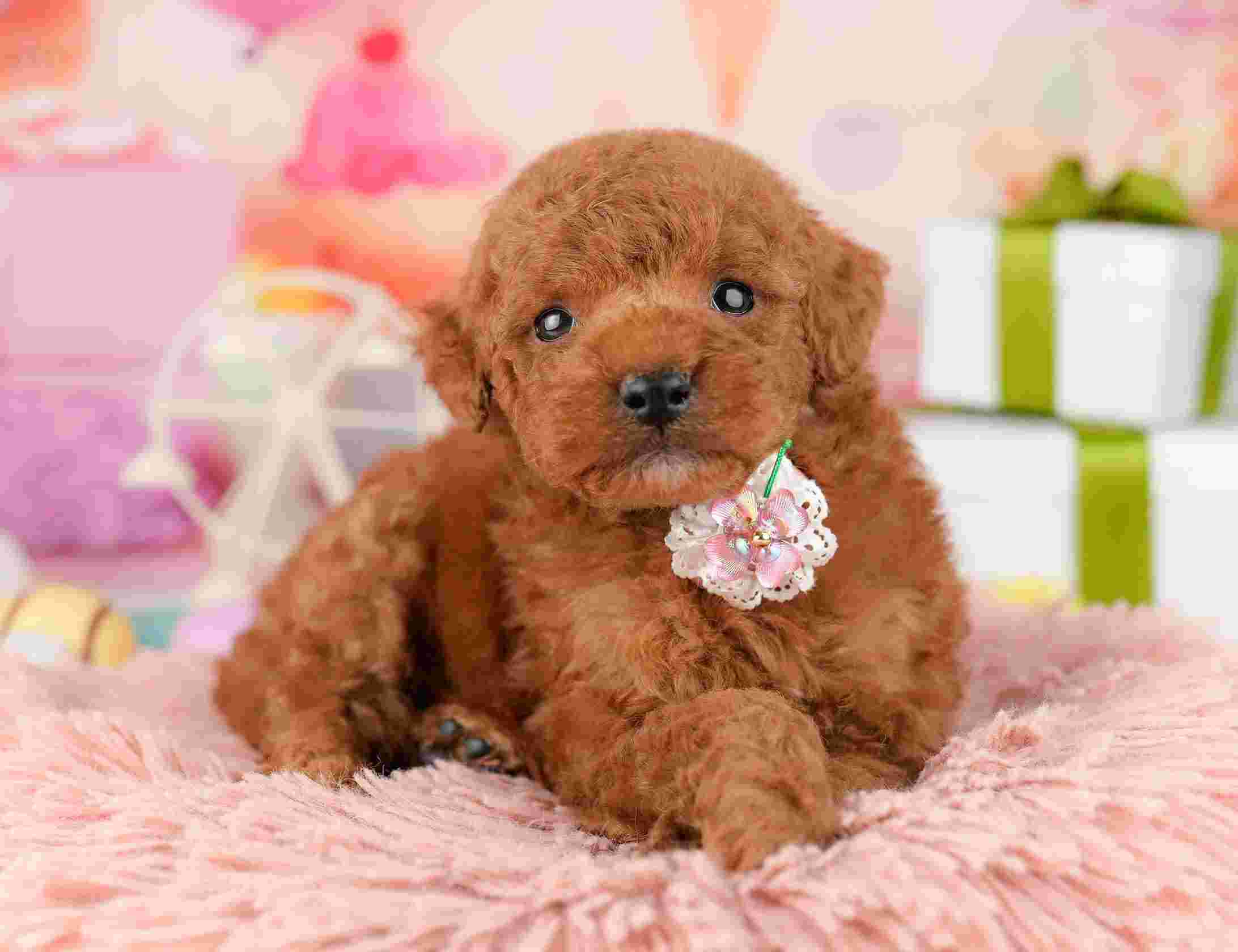 トイ・プードル | 男の子 | レッド | 2026年1月9日（ID:dog-10007395）