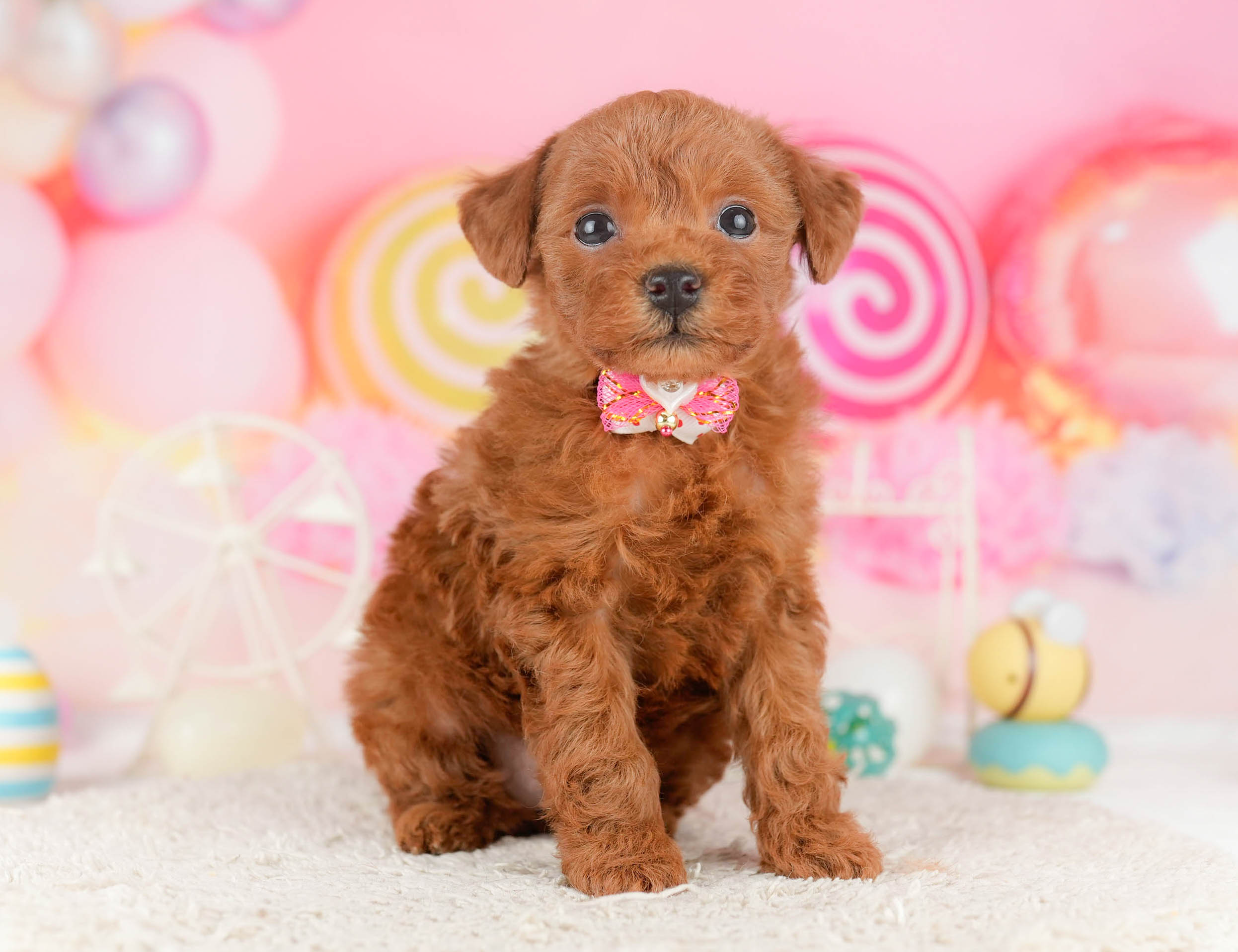 トイ・プードル | 女の子 | レッド | 2026年1月9日