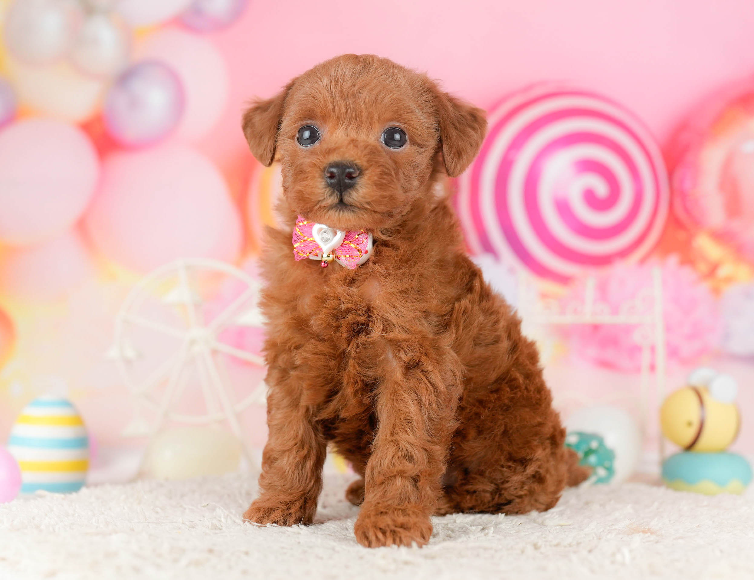 トイ・プードル | 女の子 | レッド | 2026年1月9日