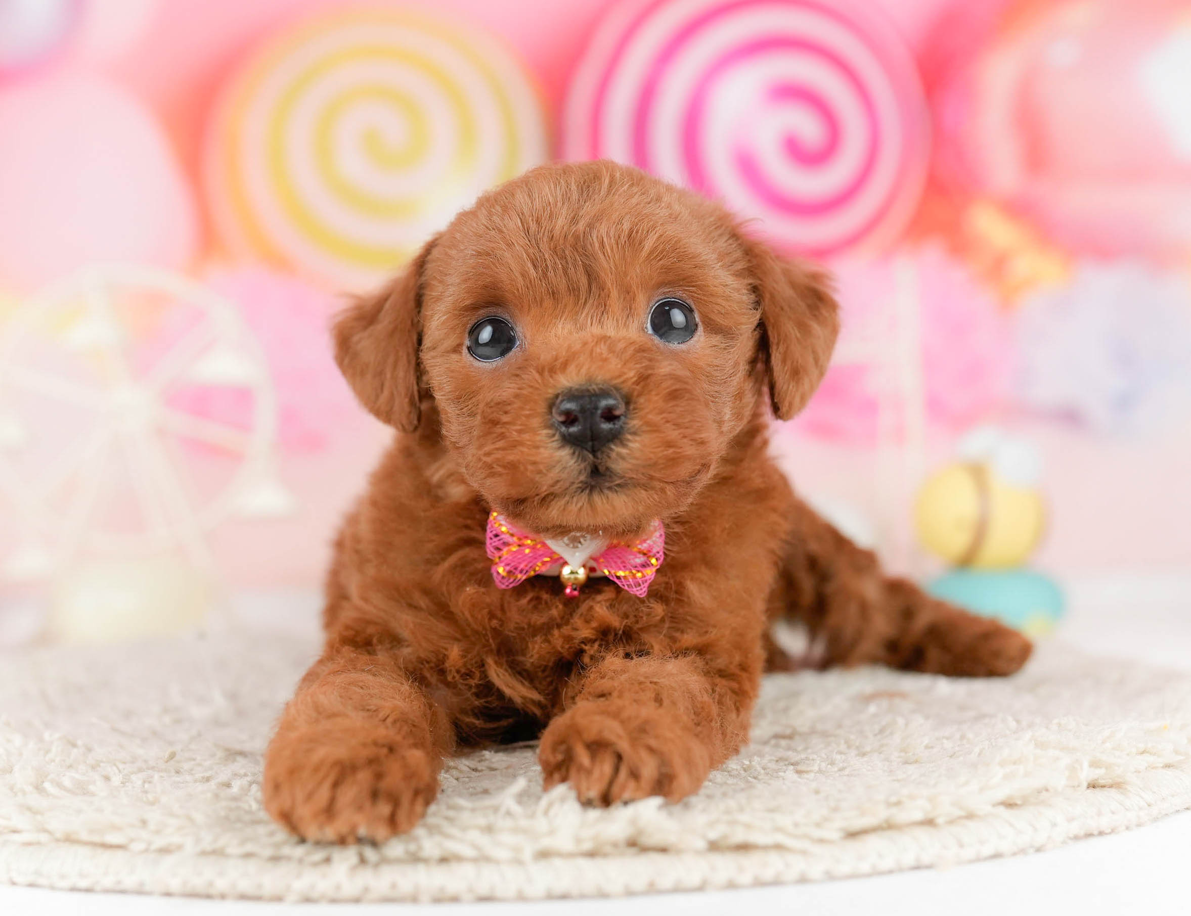 トイ・プードル | 女の子 | レッド | 2026年1月9日