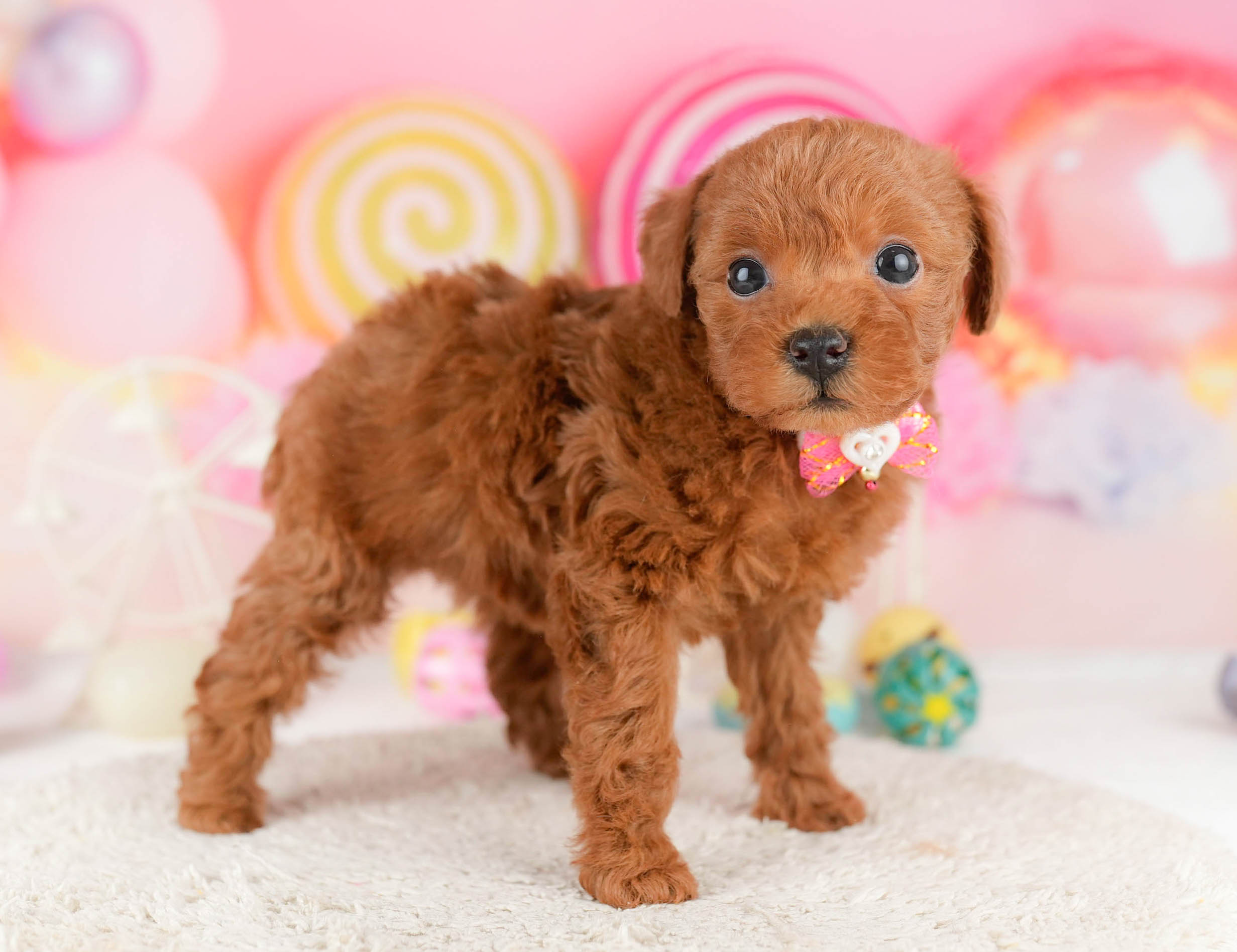 トイ・プードル | 女の子 | レッド | 2026年1月9日