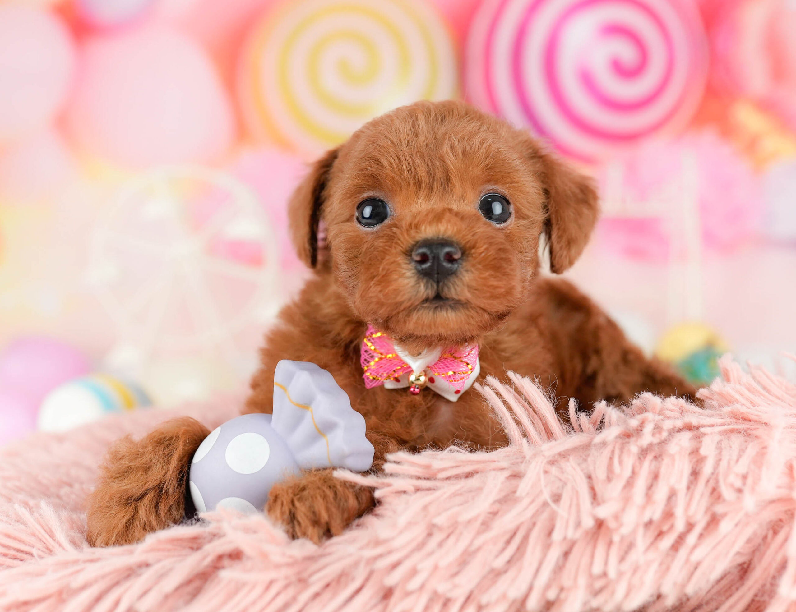 トイ・プードル | 女の子 | レッド | 2026年1月9日