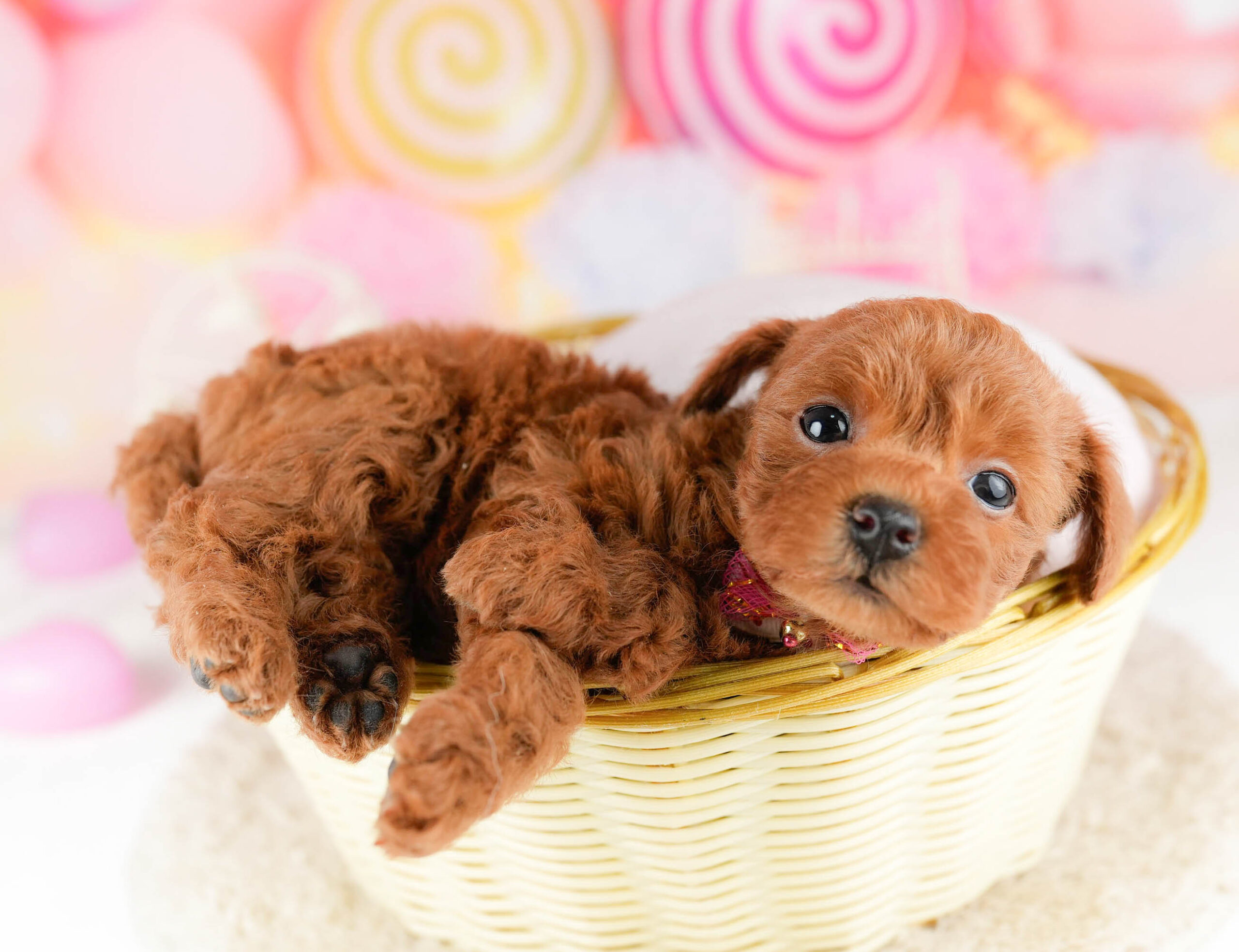 トイ・プードル | 女の子 | レッド | 2026年1月9日