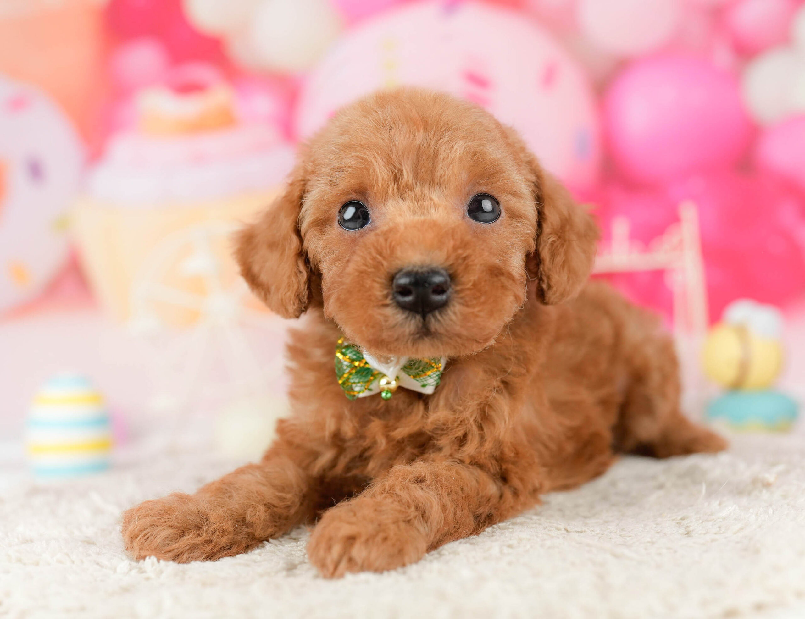 トイ・プードル | 男の子 | レッド | 2026年1月9日