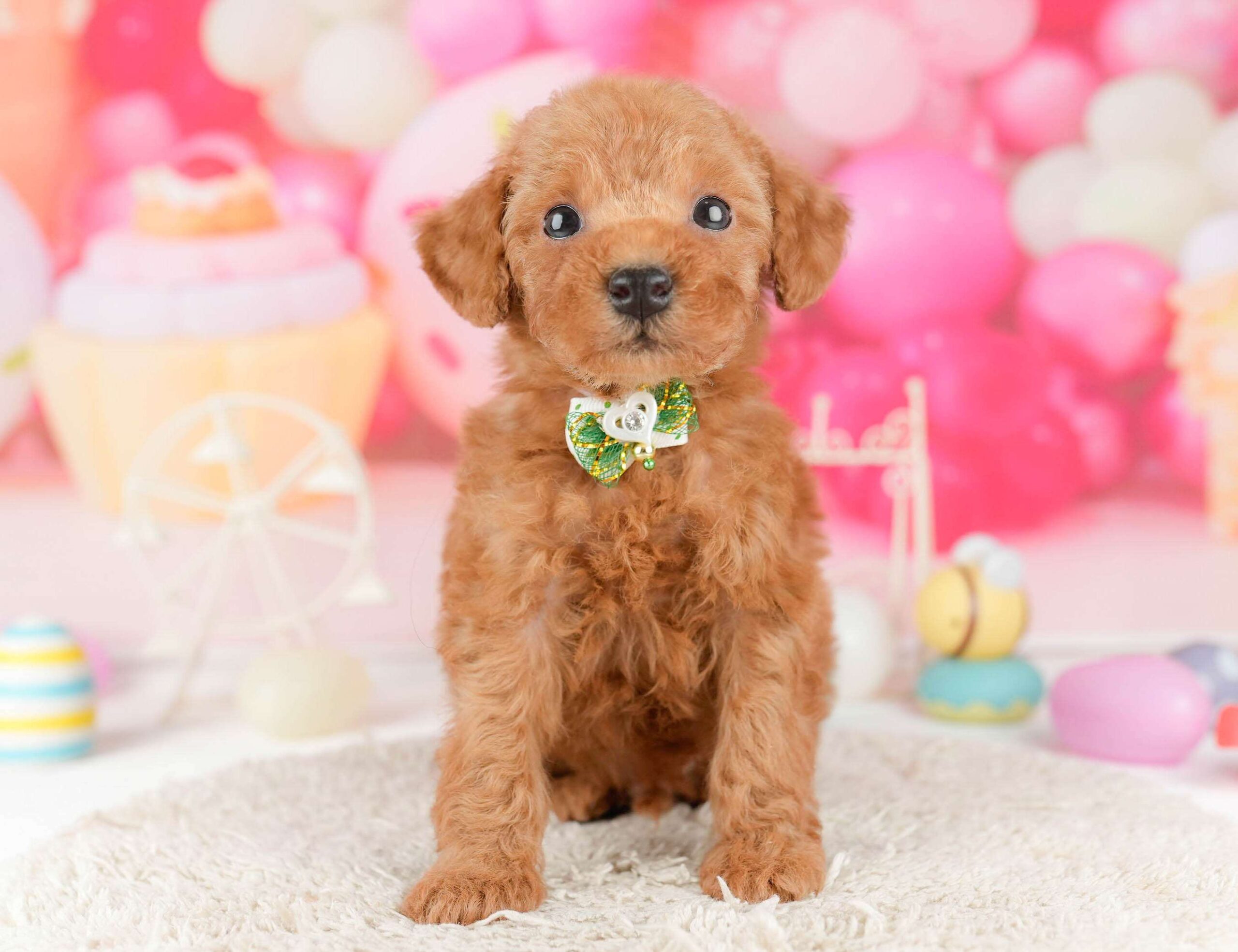 トイ・プードル | 男の子 | レッド | 2026年1月9日（ID:dog-10007398）