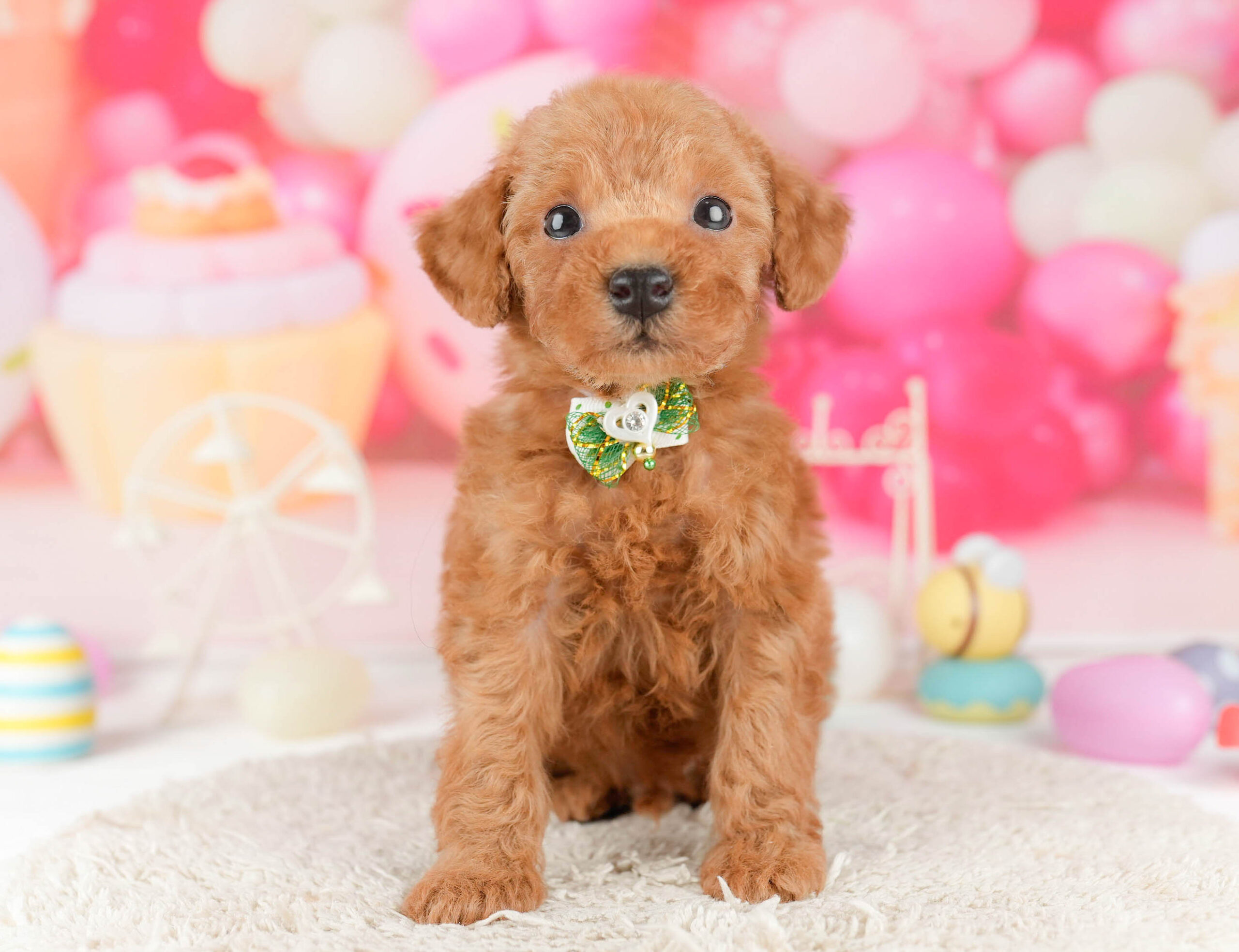 トイ・プードル | 男の子 | レッド | 2026年1月9日