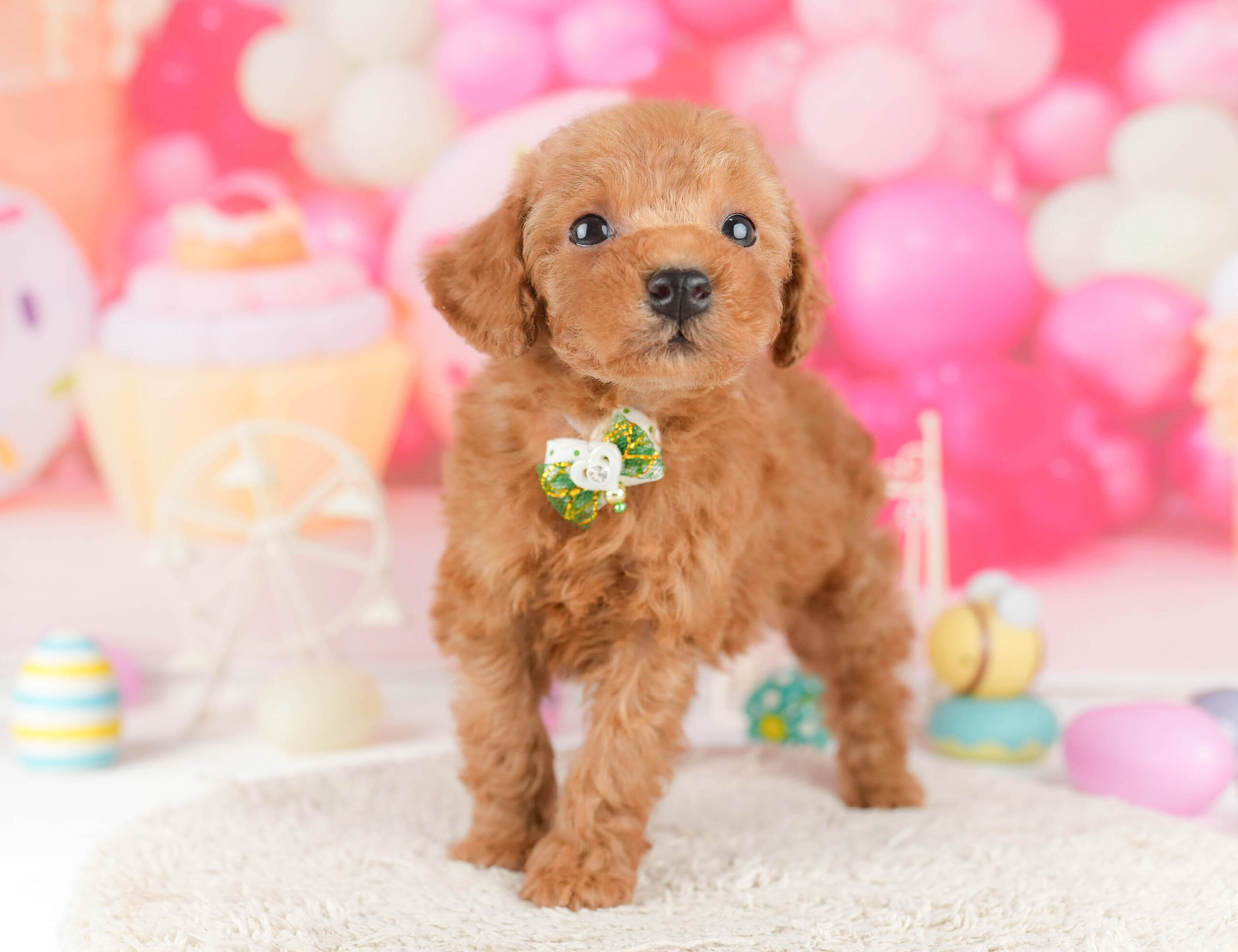 トイ・プードル | 男の子 | レッド | 2026年1月9日