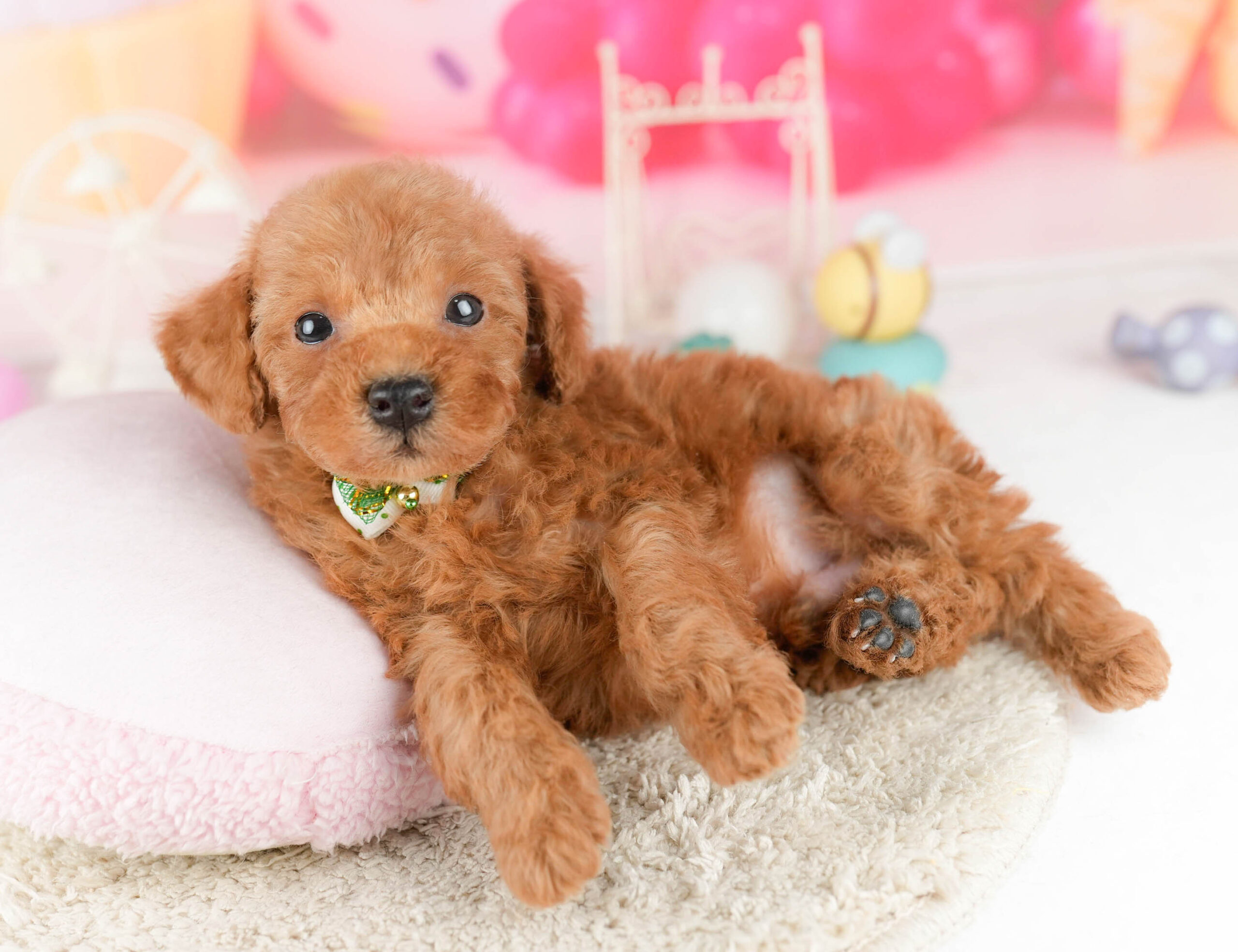 トイ・プードル | 男の子 | レッド | 2026年1月9日
