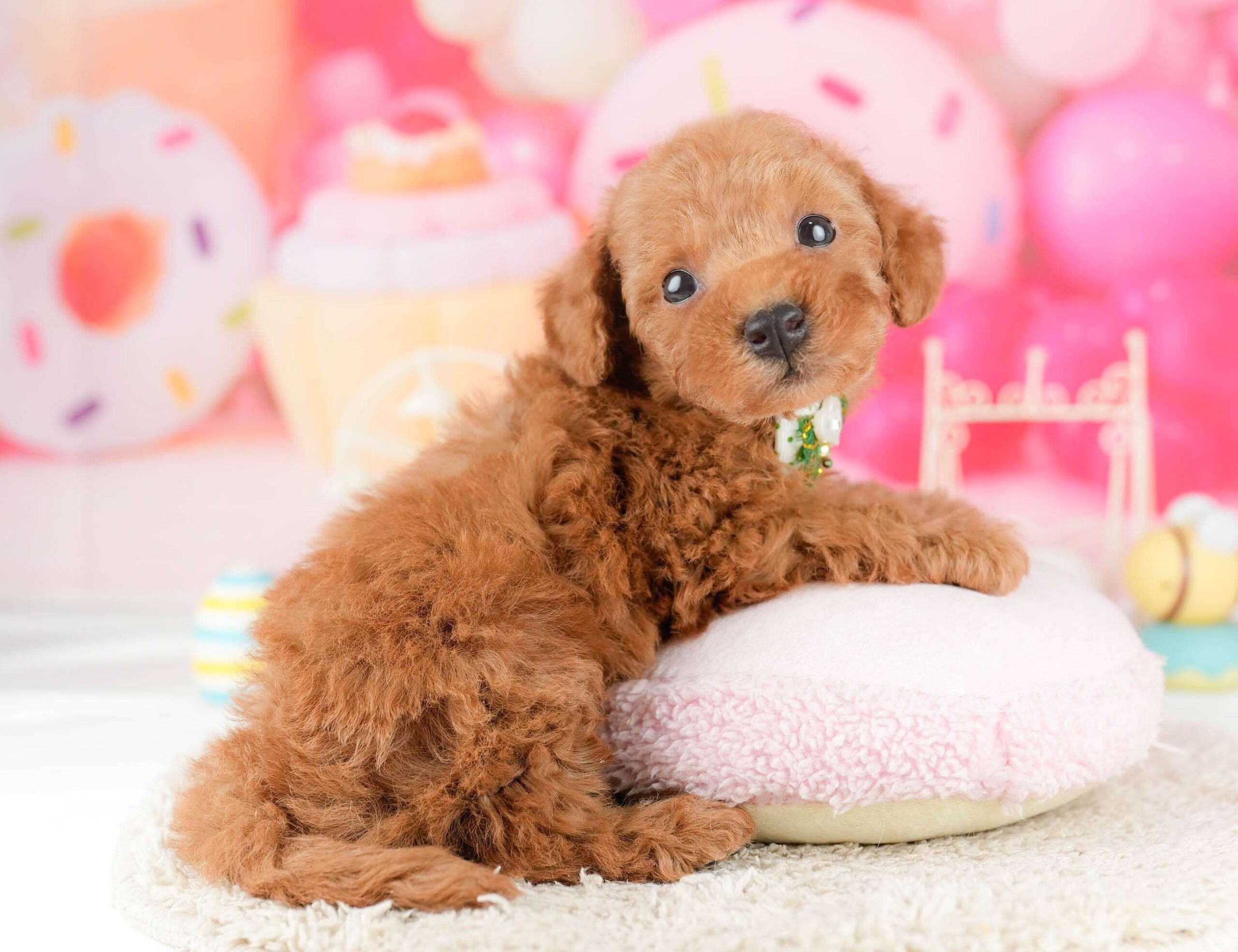 トイ・プードル | 男の子 | レッド | 2026年1月9日（ID:dog-10007398）