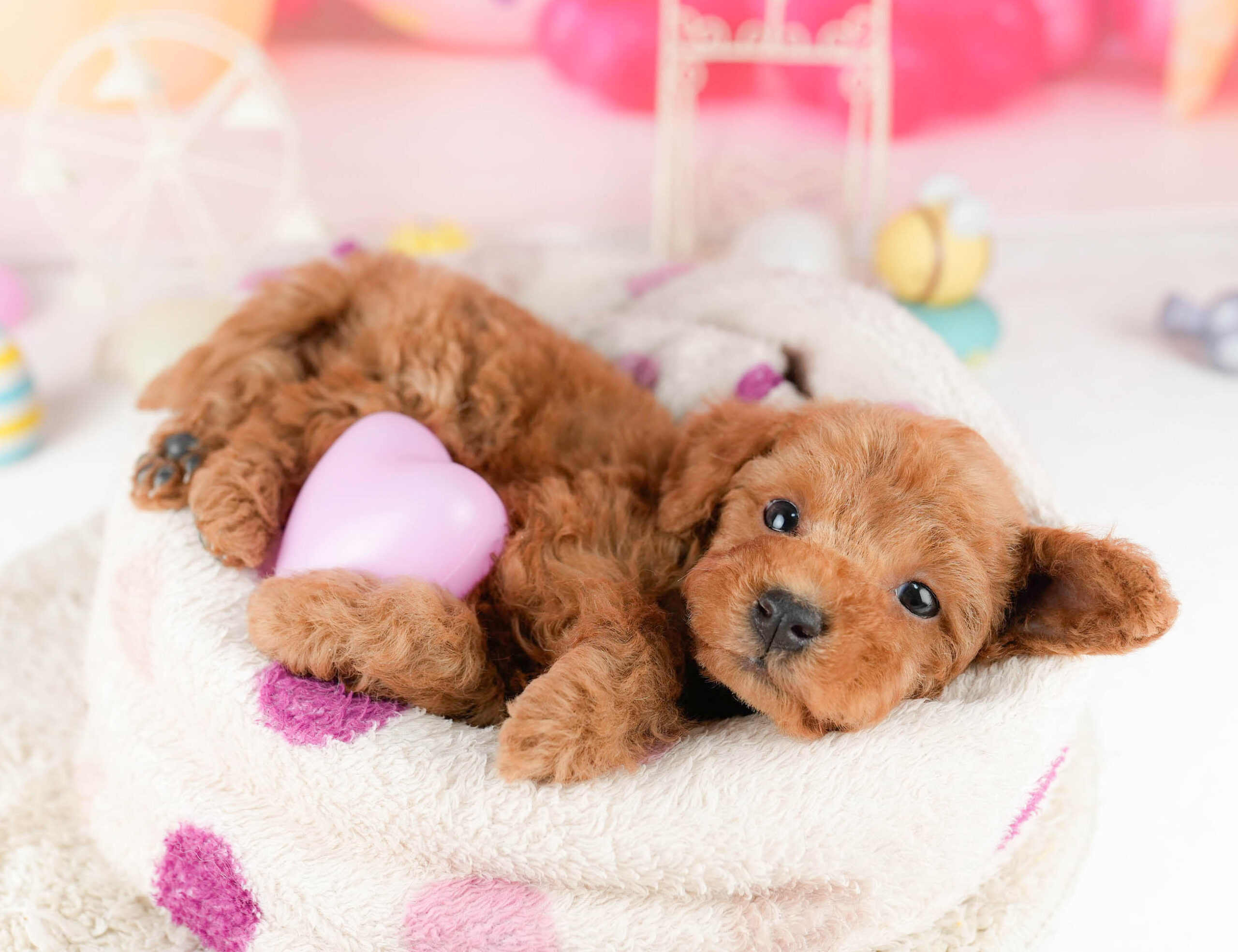 トイ・プードル | 男の子 | レッド | 2026年1月9日