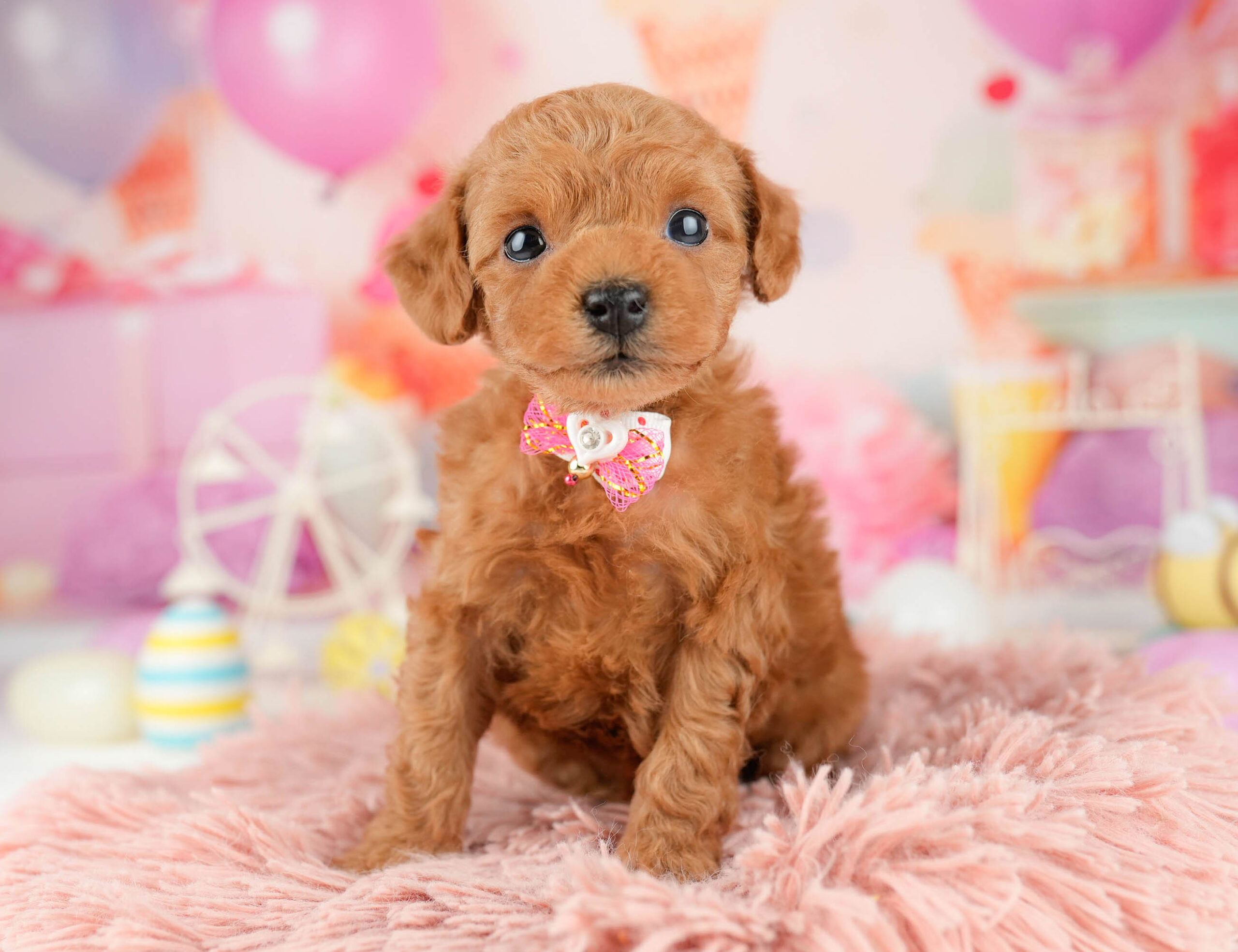 トイ・プードル | 男の子 | レッド | 2026年1月9日