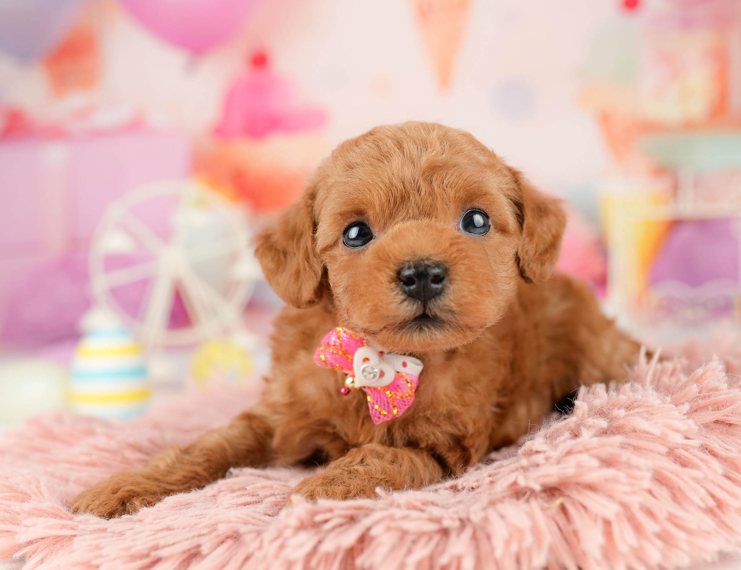 トイ・プードル | 男の子 | レッド | 2026年1月9日