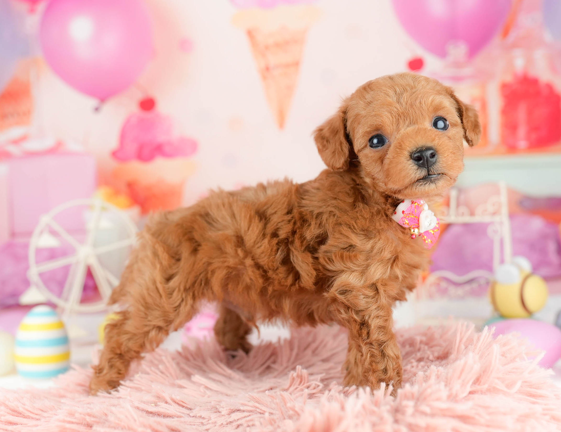 トイ・プードル | 男の子 | レッド | 2026年1月9日