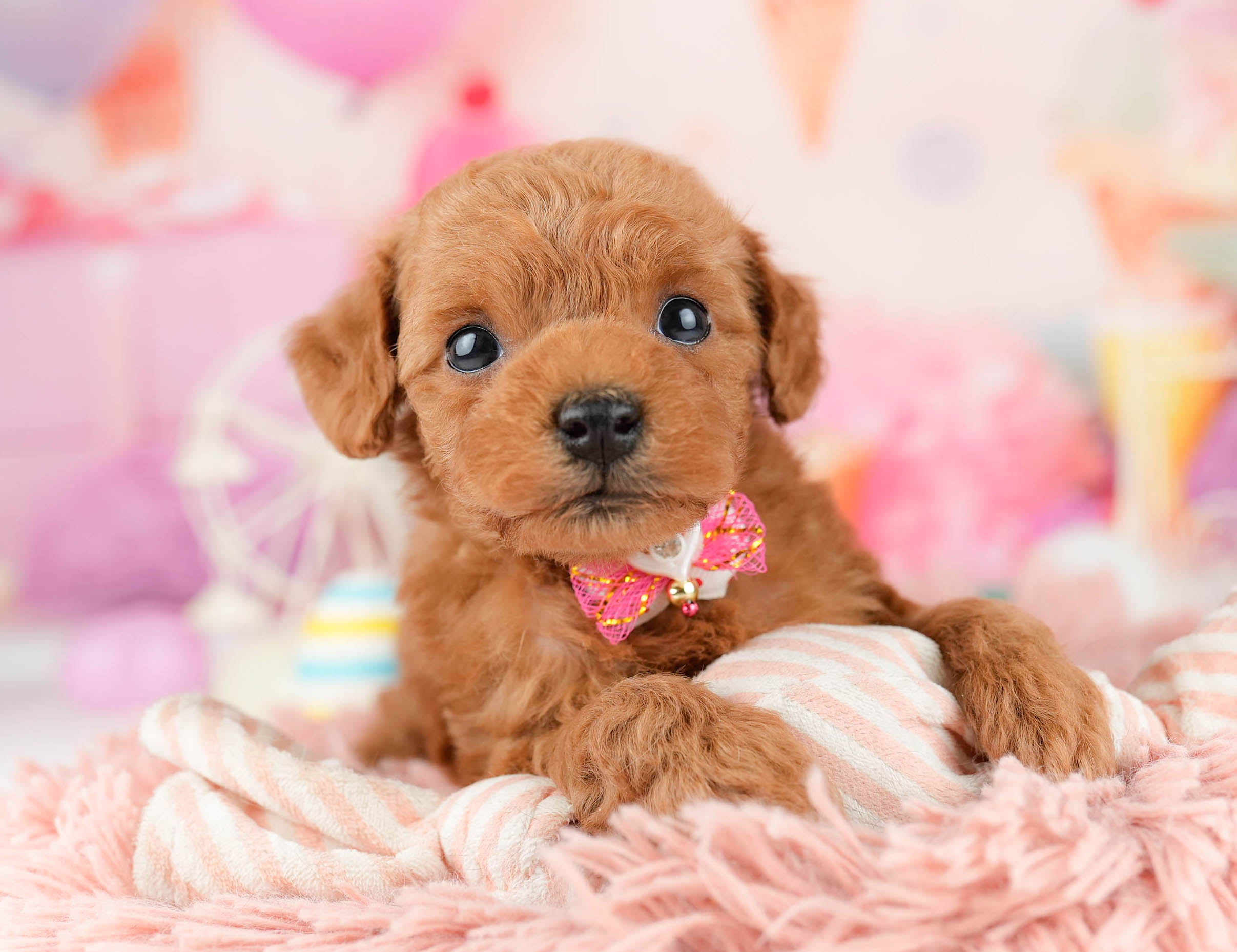 トイ・プードル | 男の子 | レッド | 2026年1月9日