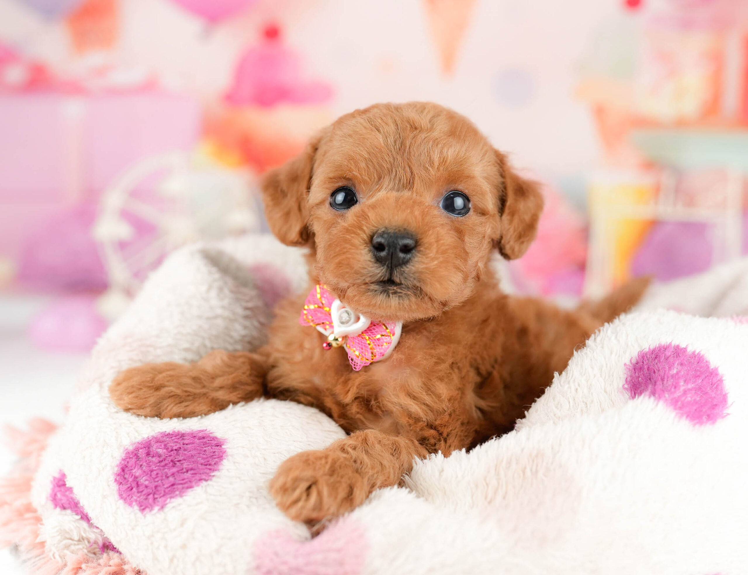 トイ・プードル | 男の子 | レッド | 2026年1月9日