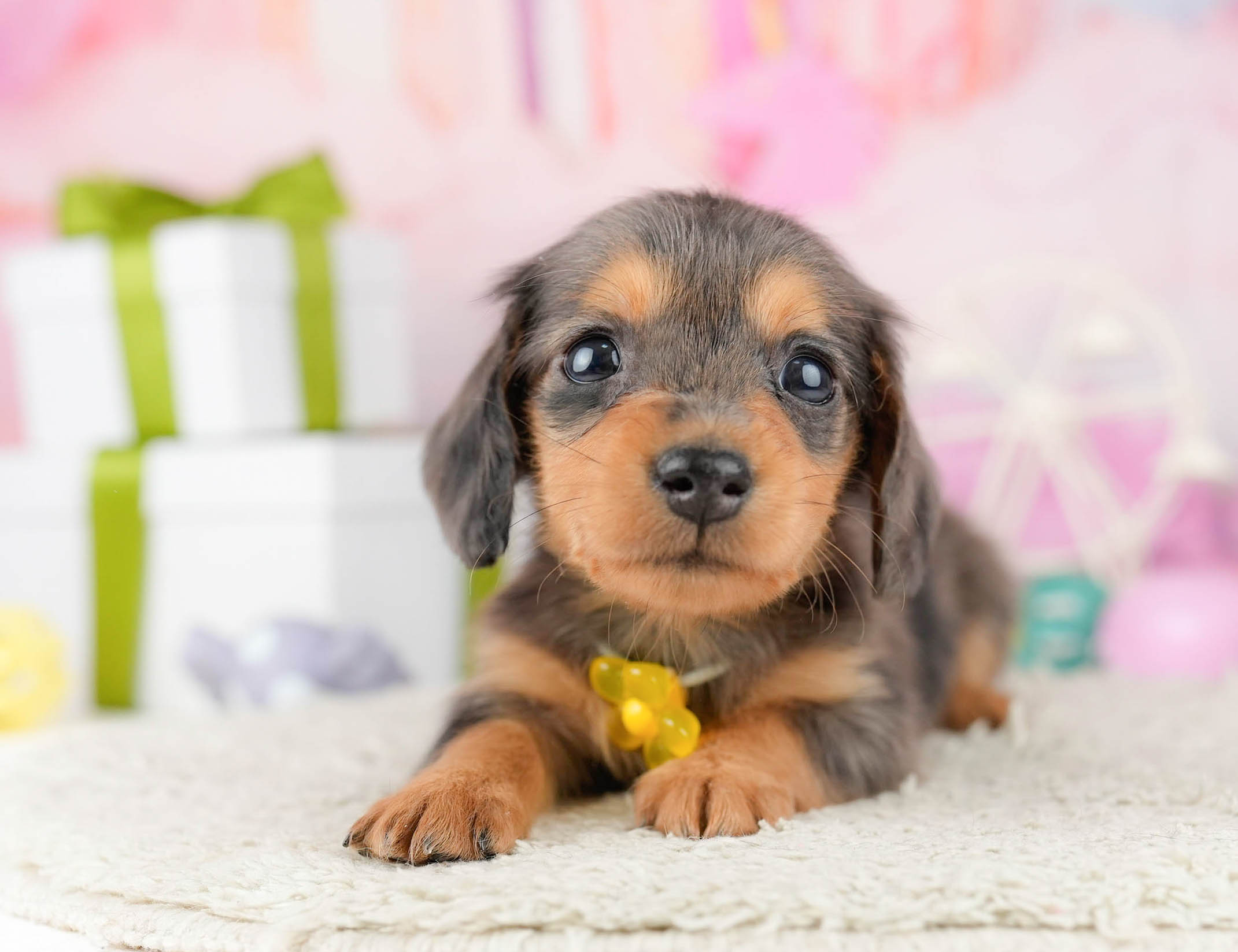 ミニチュア・ダックスフンド(ロング) | 女の子 | シルバーダップル | 2026年1月10日