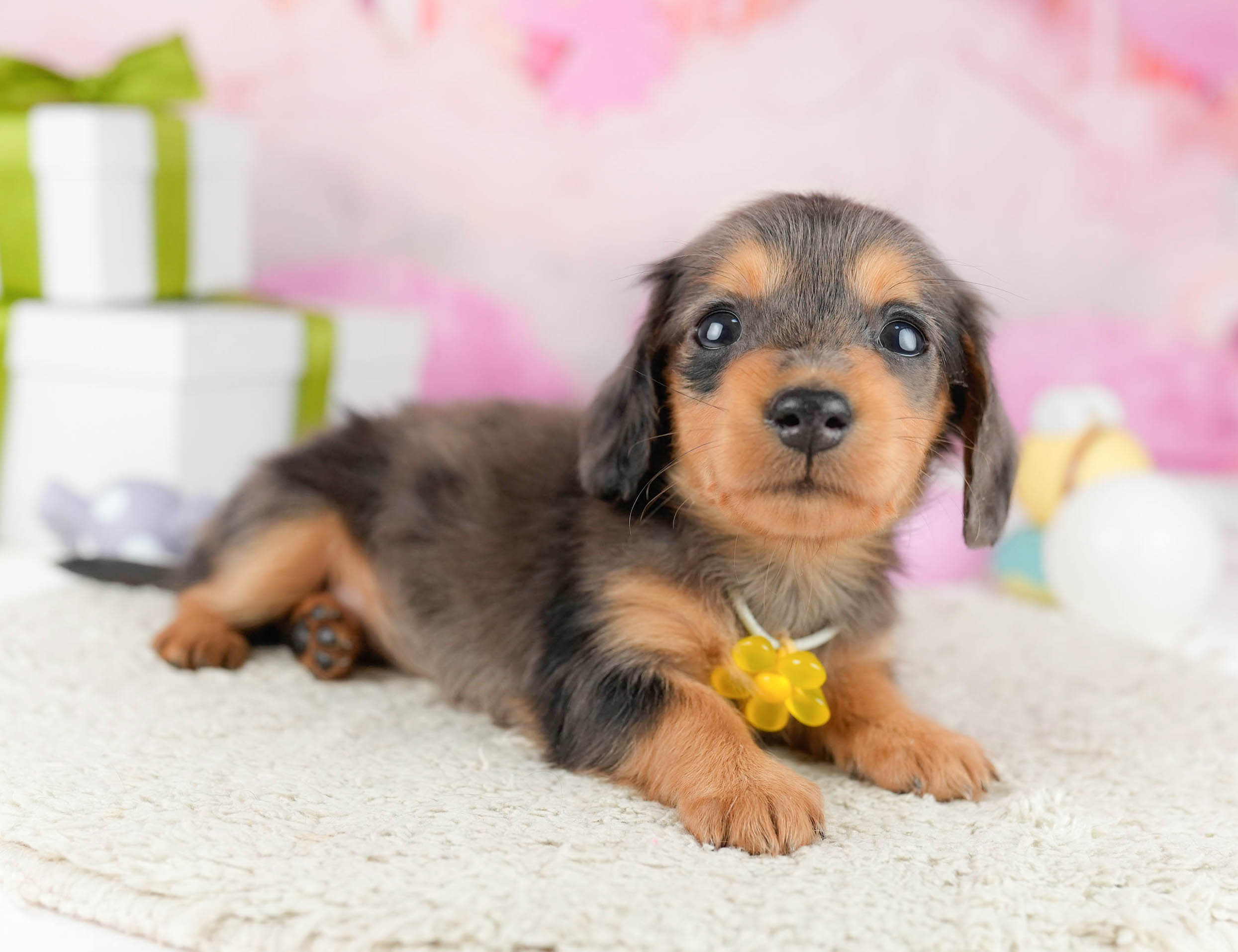 ミニチュア・ダックスフンド(ロング) | 女の子 | シルバーダップル | 2026年1月10日