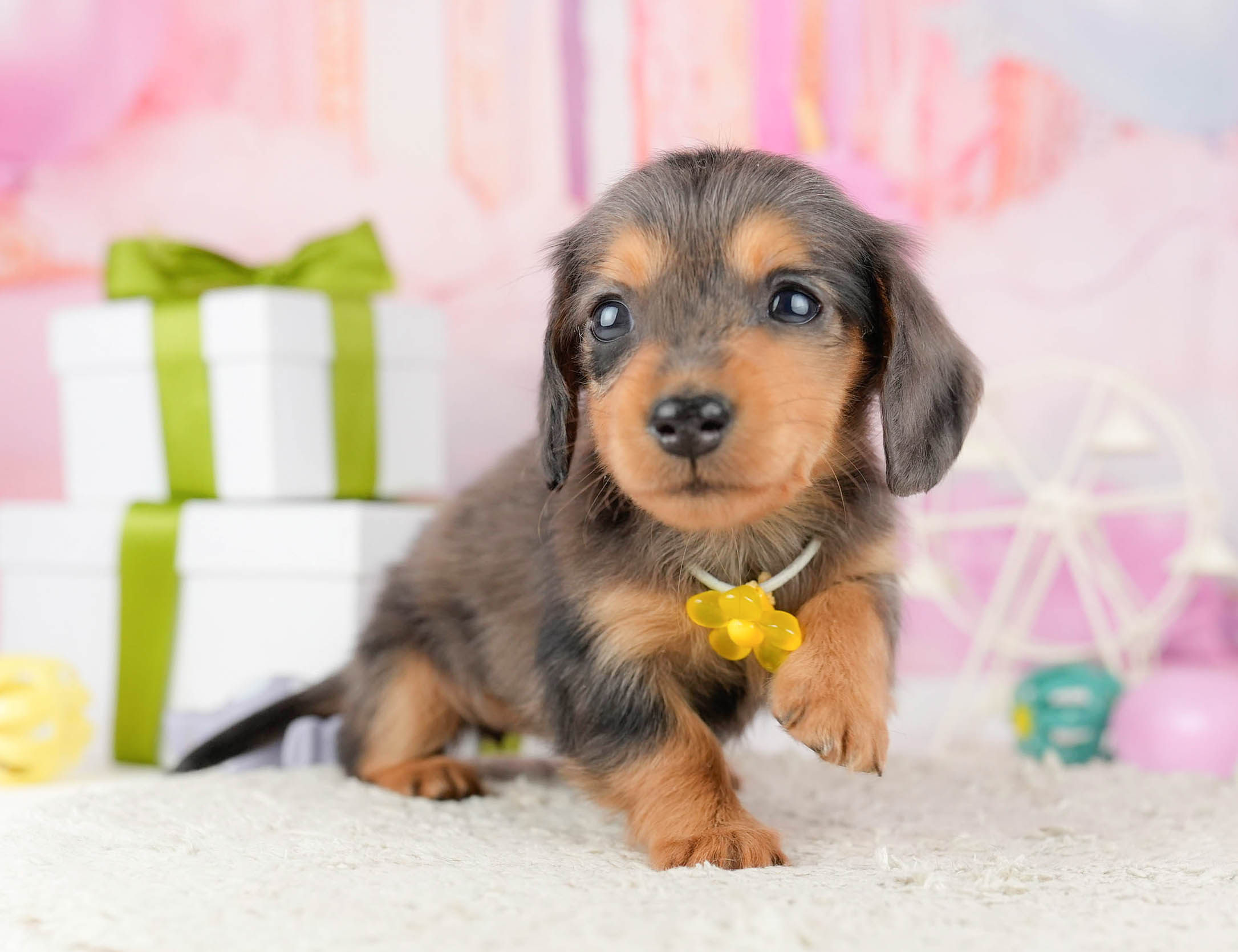 ミニチュア・ダックスフンド(ロング) | 女の子 | シルバーダップル | 2026年1月10日