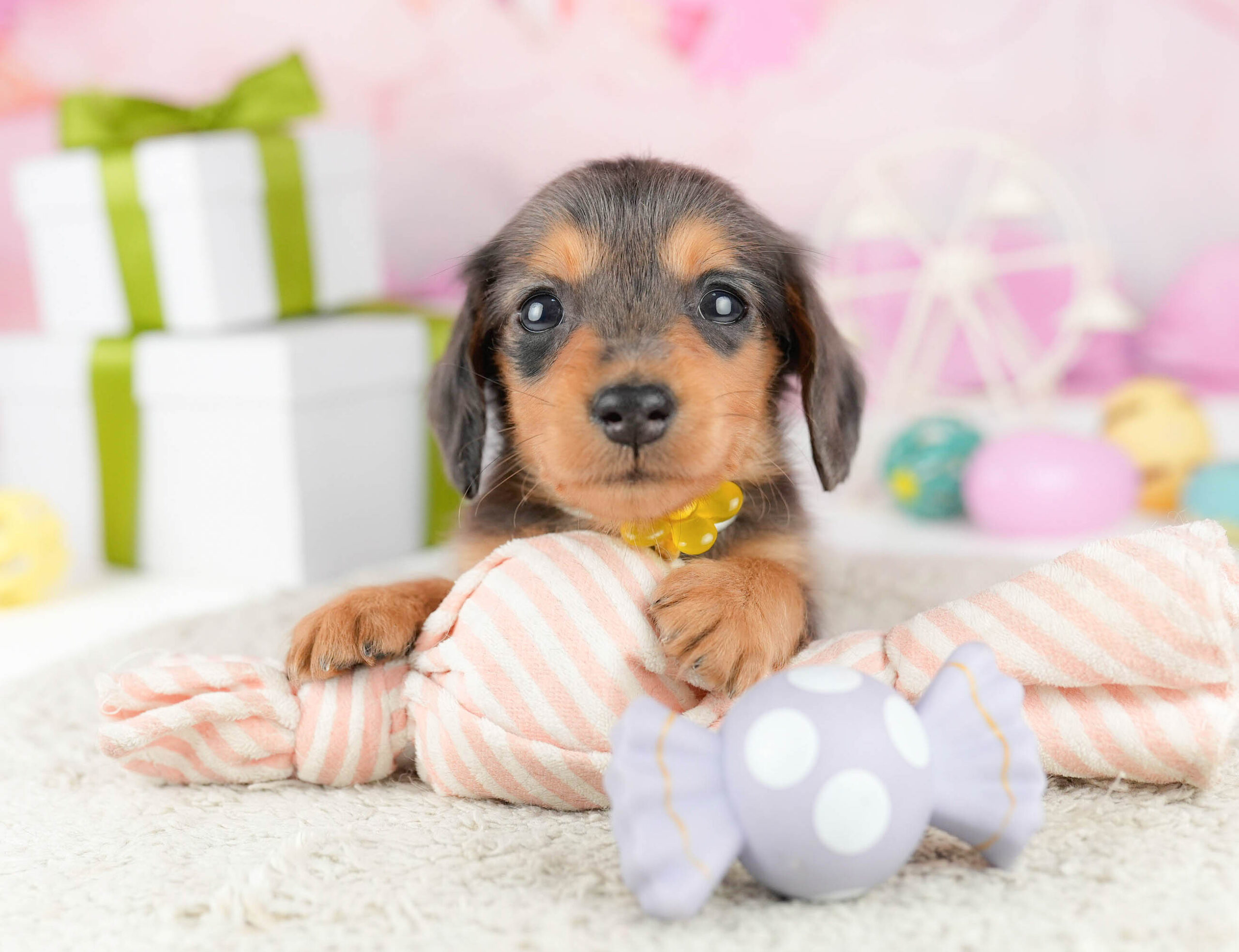 ミニチュア・ダックスフンド(ロング) | 女の子 | シルバーダップル | 2026年1月10日