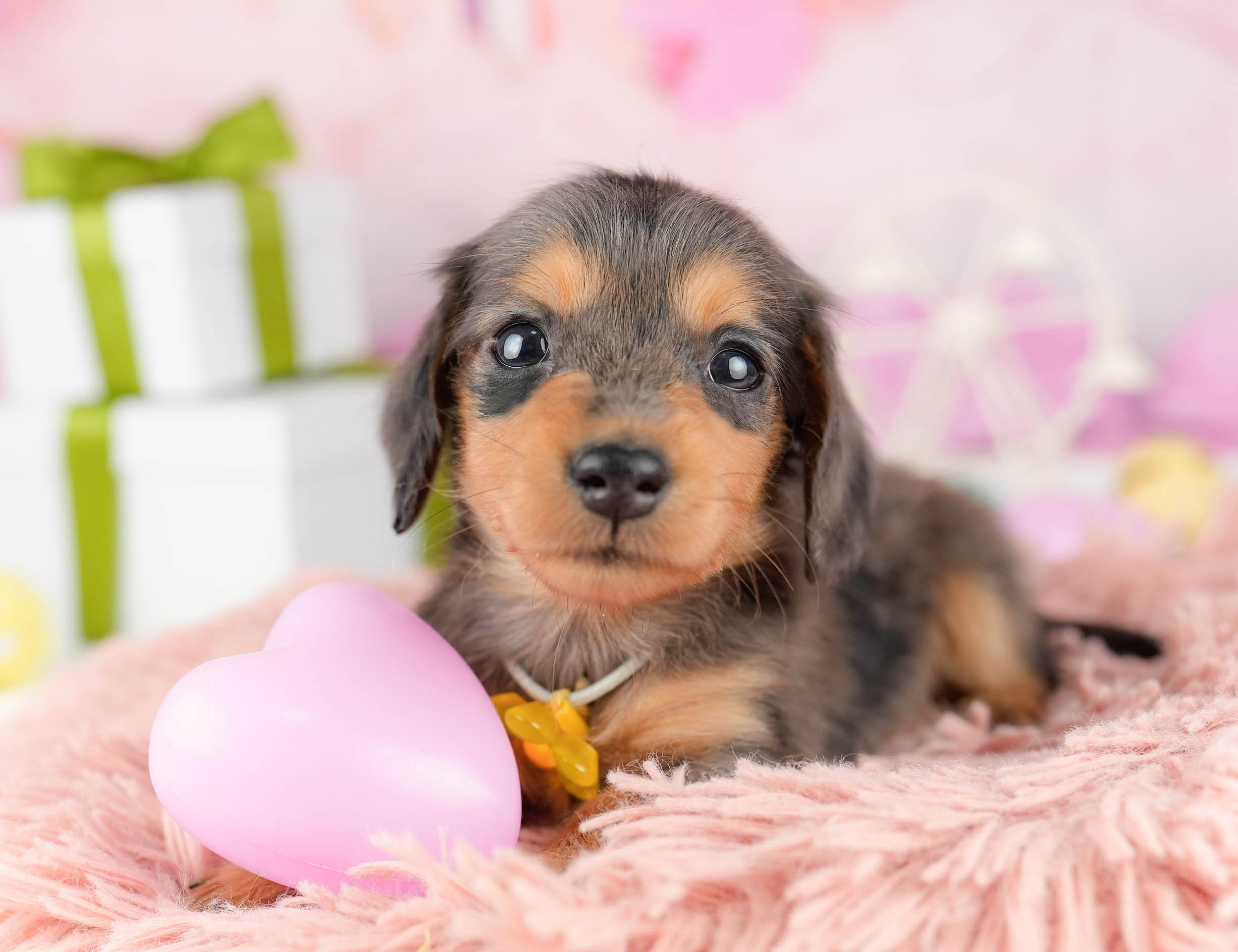 ミニチュア・ダックスフンド(ロング) | 女の子 | シルバーダップル | 2026年1月10日