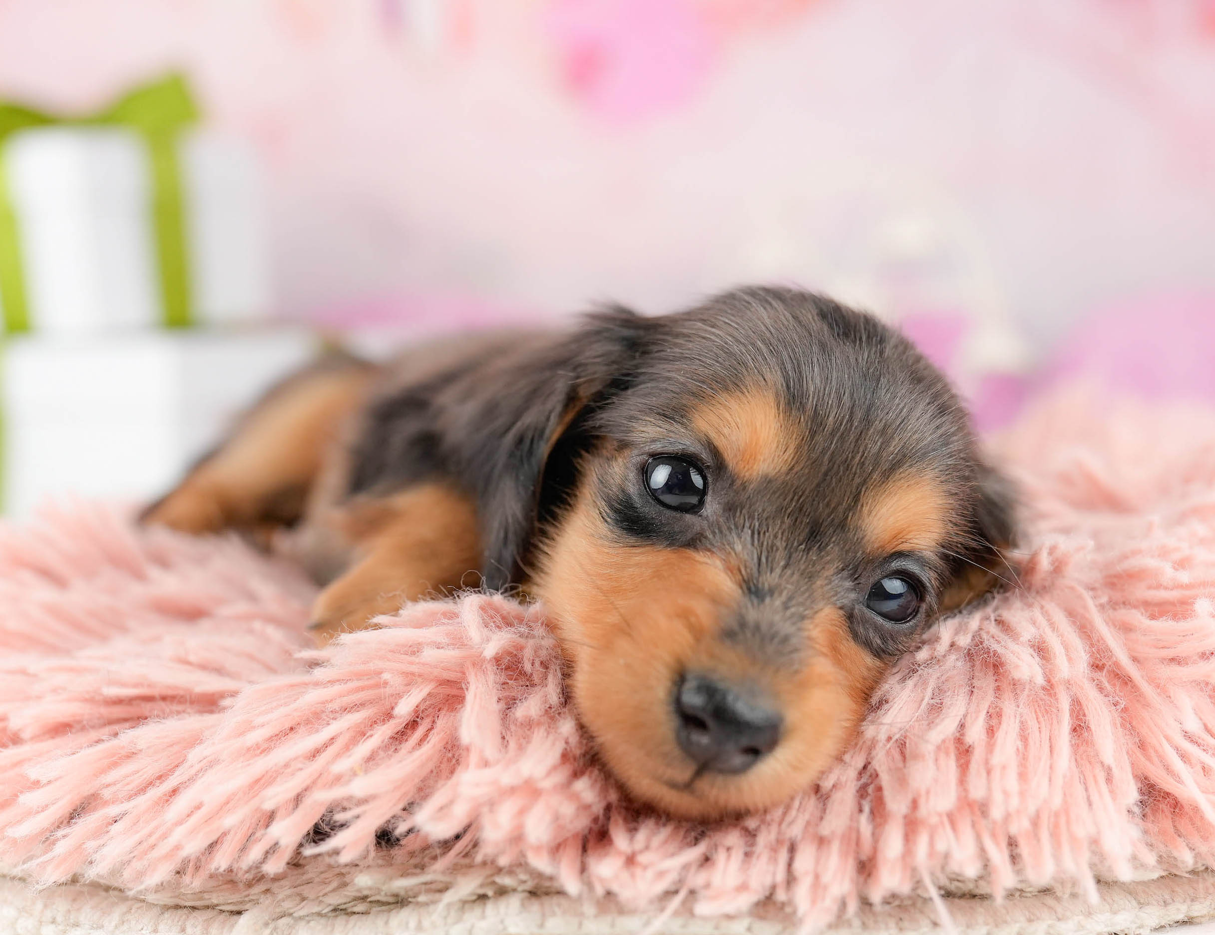 ミニチュア・ダックスフンド(ロング) | 女の子 | シルバーダップル | 2026年1月10日