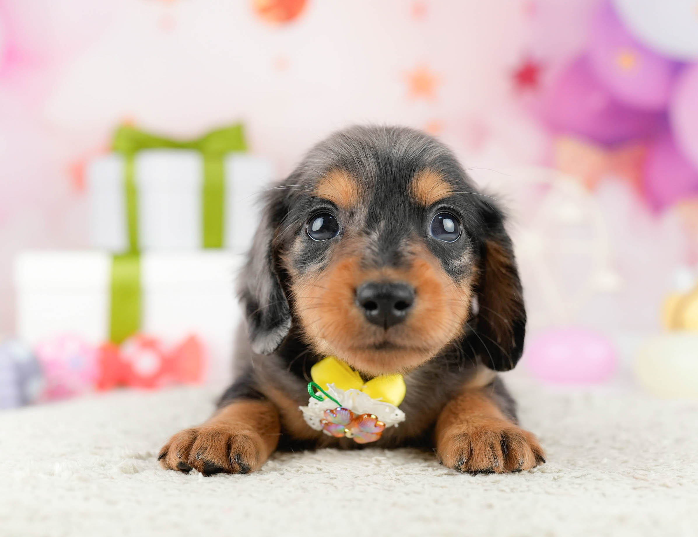 ミニチュア・ダックスフンド(ロング) | 男の子 | シルバーダップル | 2026年1月10日