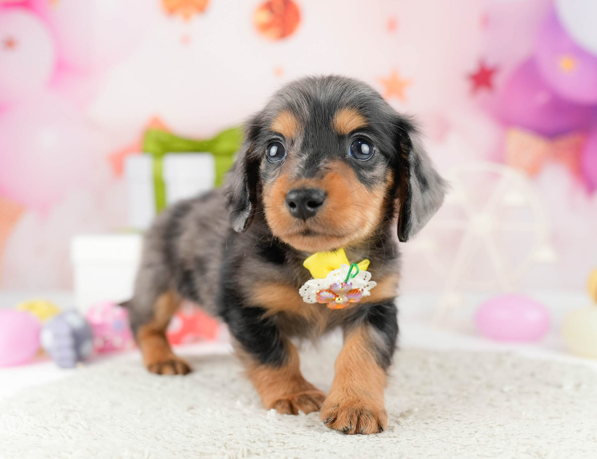 ミニチュア・ダックスフンド(ロング) | 男の子 | シルバーダップル | 2026年1月10日