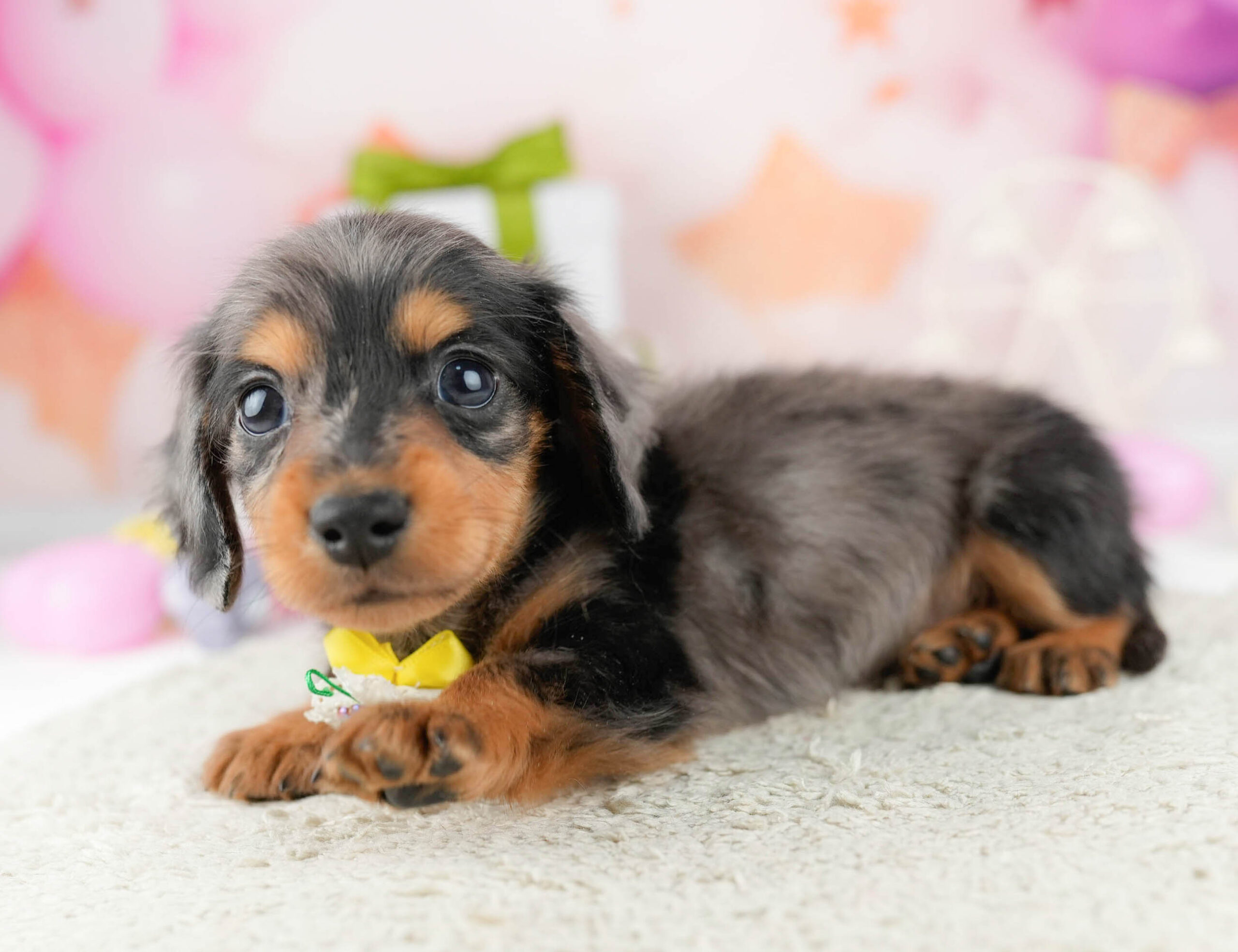 ミニチュア・ダックスフンド(ロング) | 男の子 | シルバーダップル | 2026年1月10日