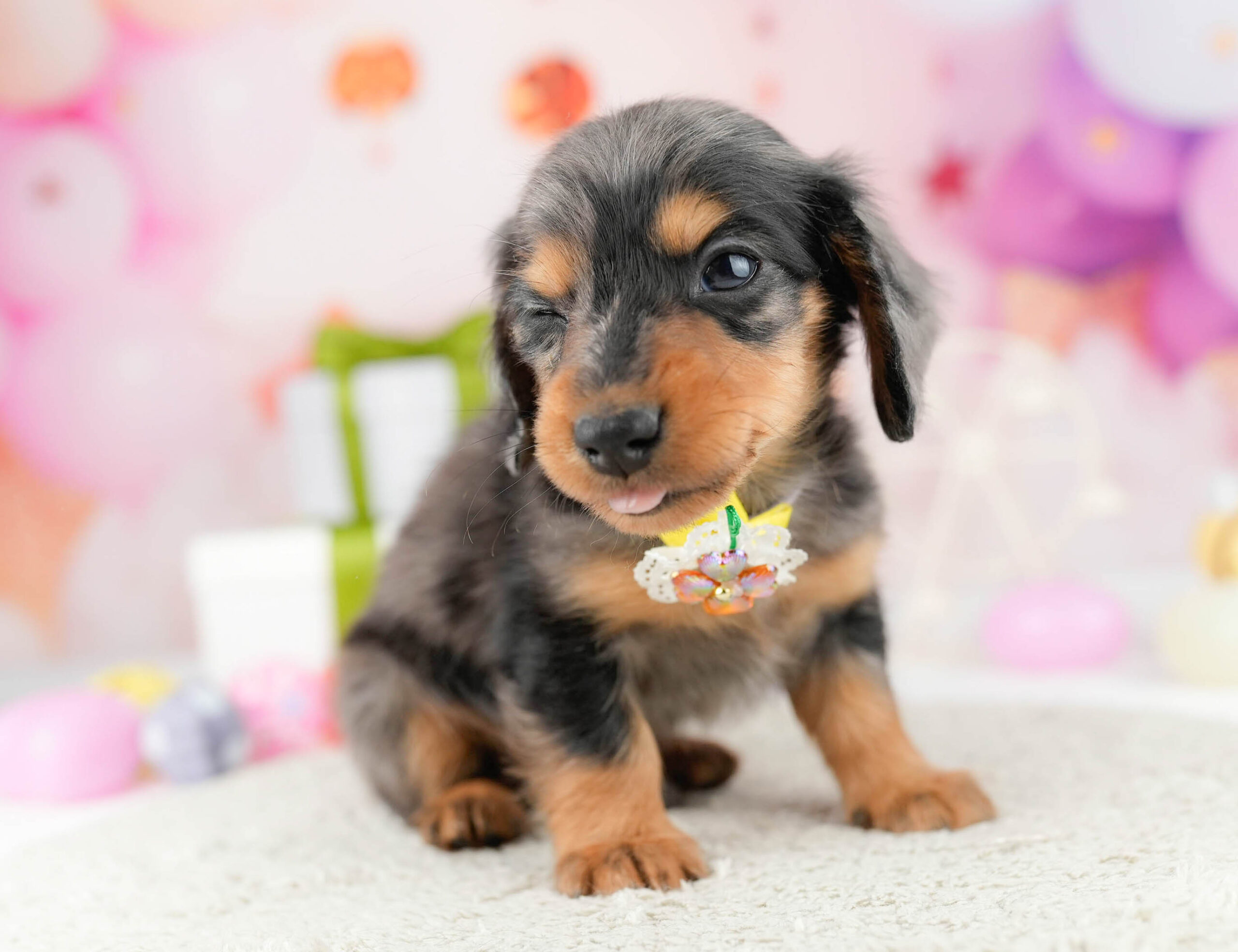 ミニチュア・ダックスフンド(ロング) | 男の子 | シルバーダップル | 2026年1月10日