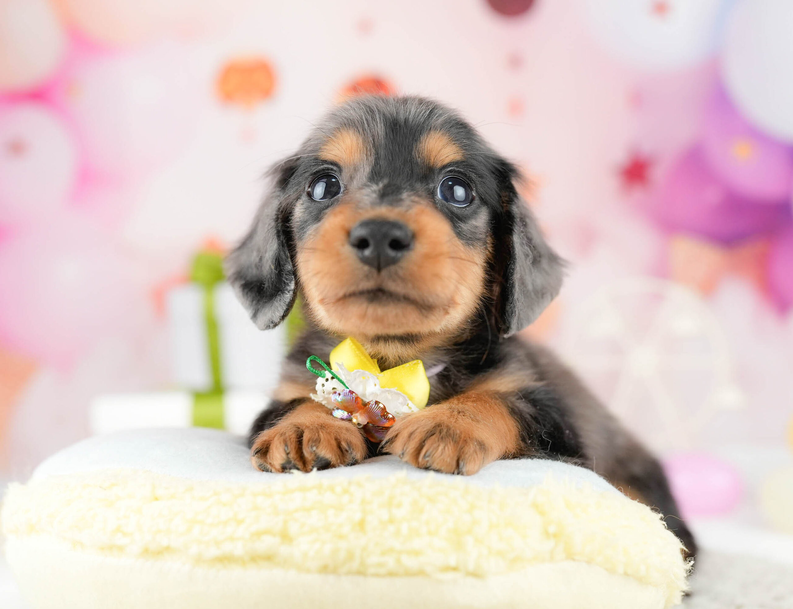 ミニチュア・ダックスフンド(ロング) | 男の子 | シルバーダップル | 2026年1月10日