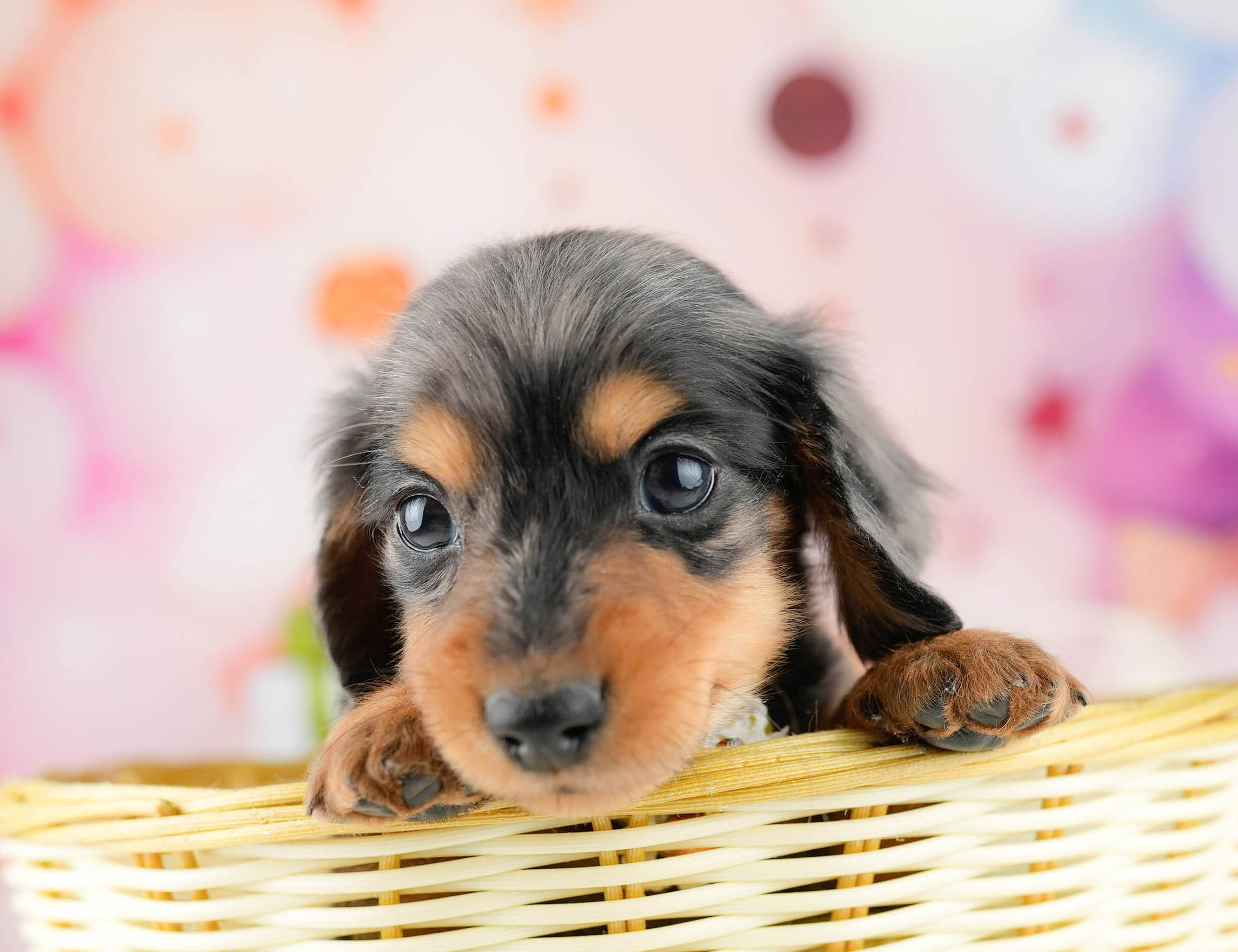 ミニチュア・ダックスフンド(ロング) | 男の子 | シルバーダップル | 2026年1月10日