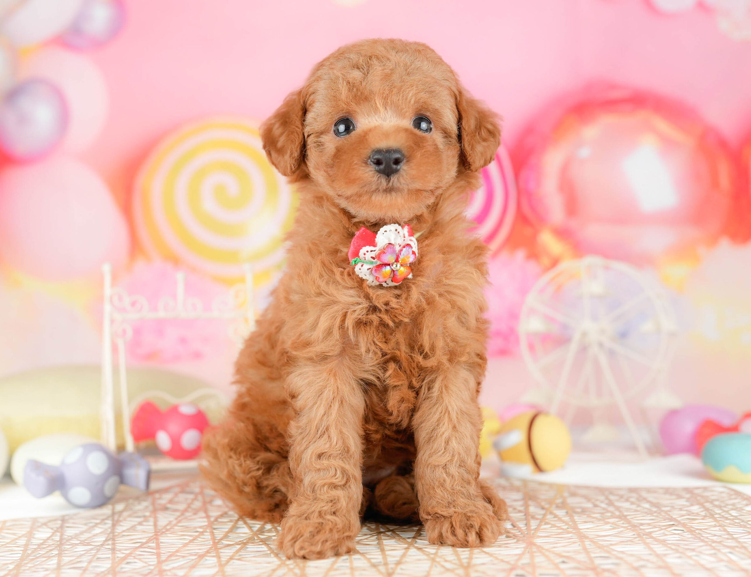 トイ・プードル | 女の子 | レッド | 2026年1月11日