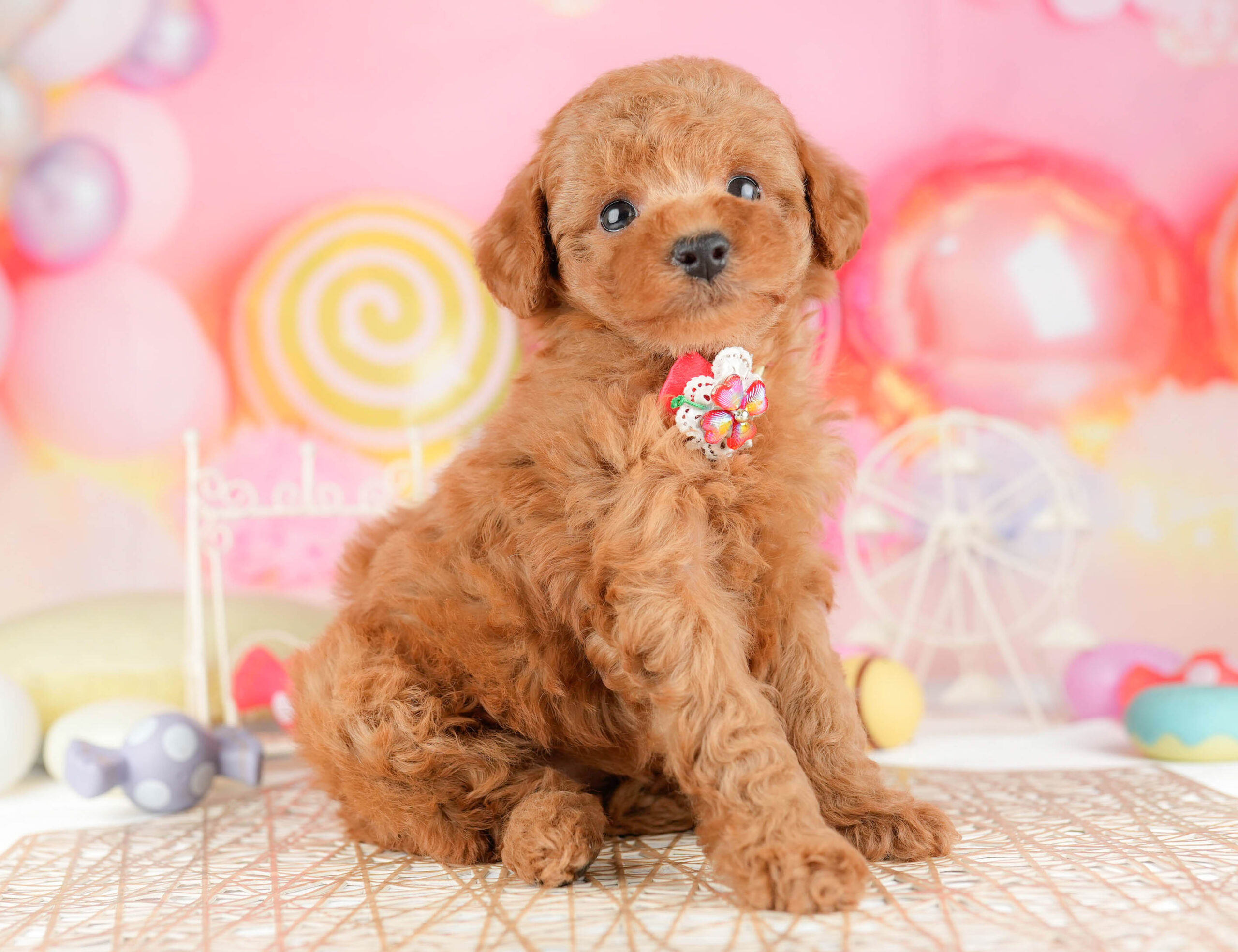 トイ・プードル | 女の子 | レッド | 2026年1月11日