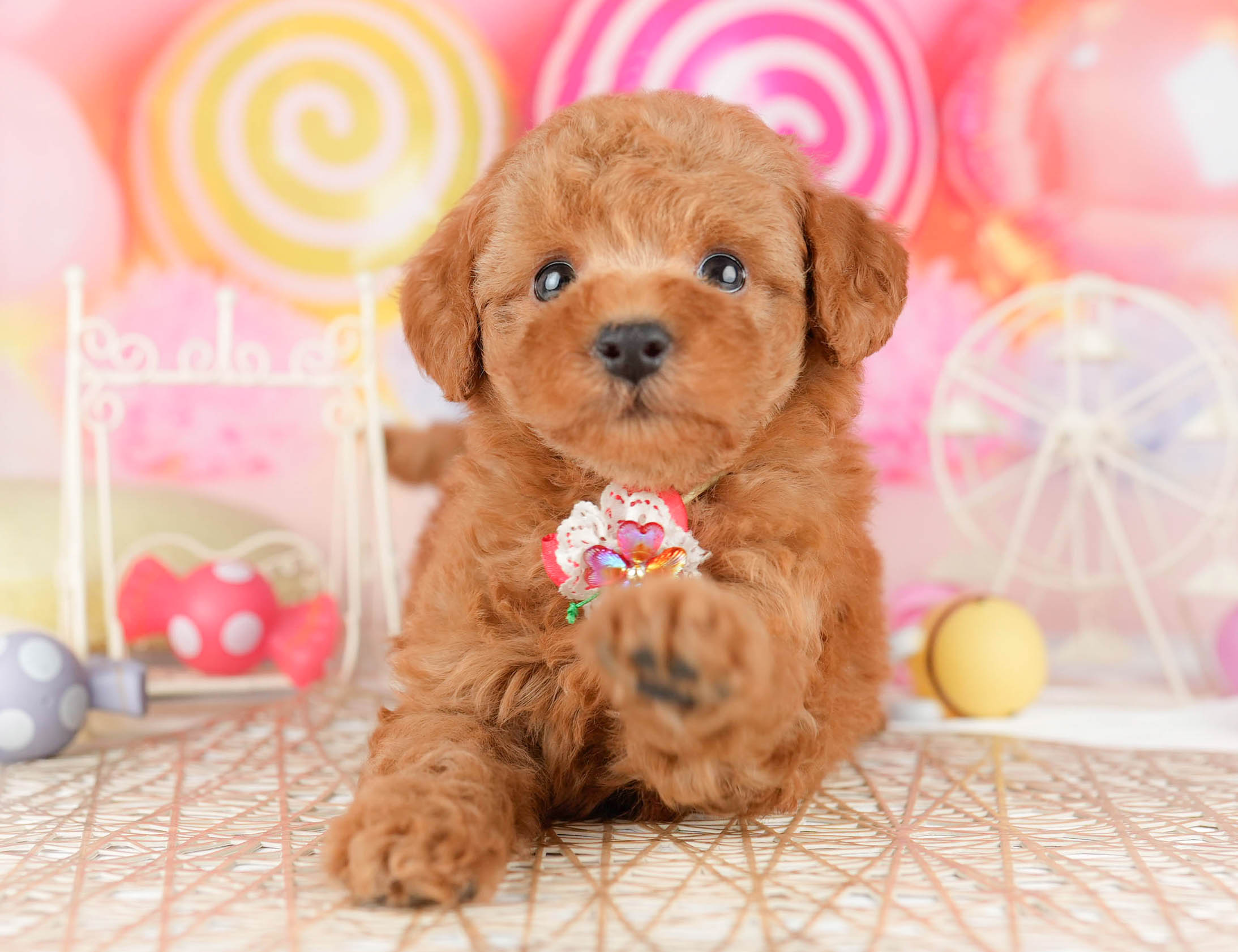 トイ・プードル | 女の子 | レッド | 2026年1月11日