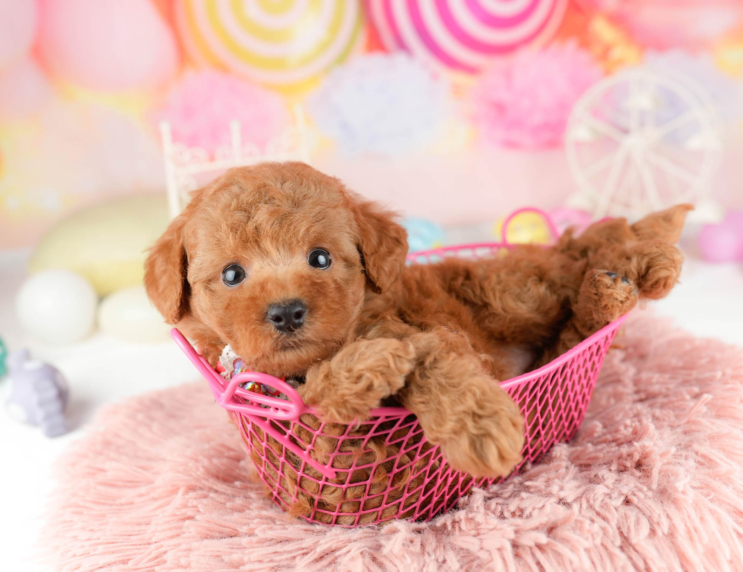 トイ・プードル | 女の子 | レッド | 2026年1月11日