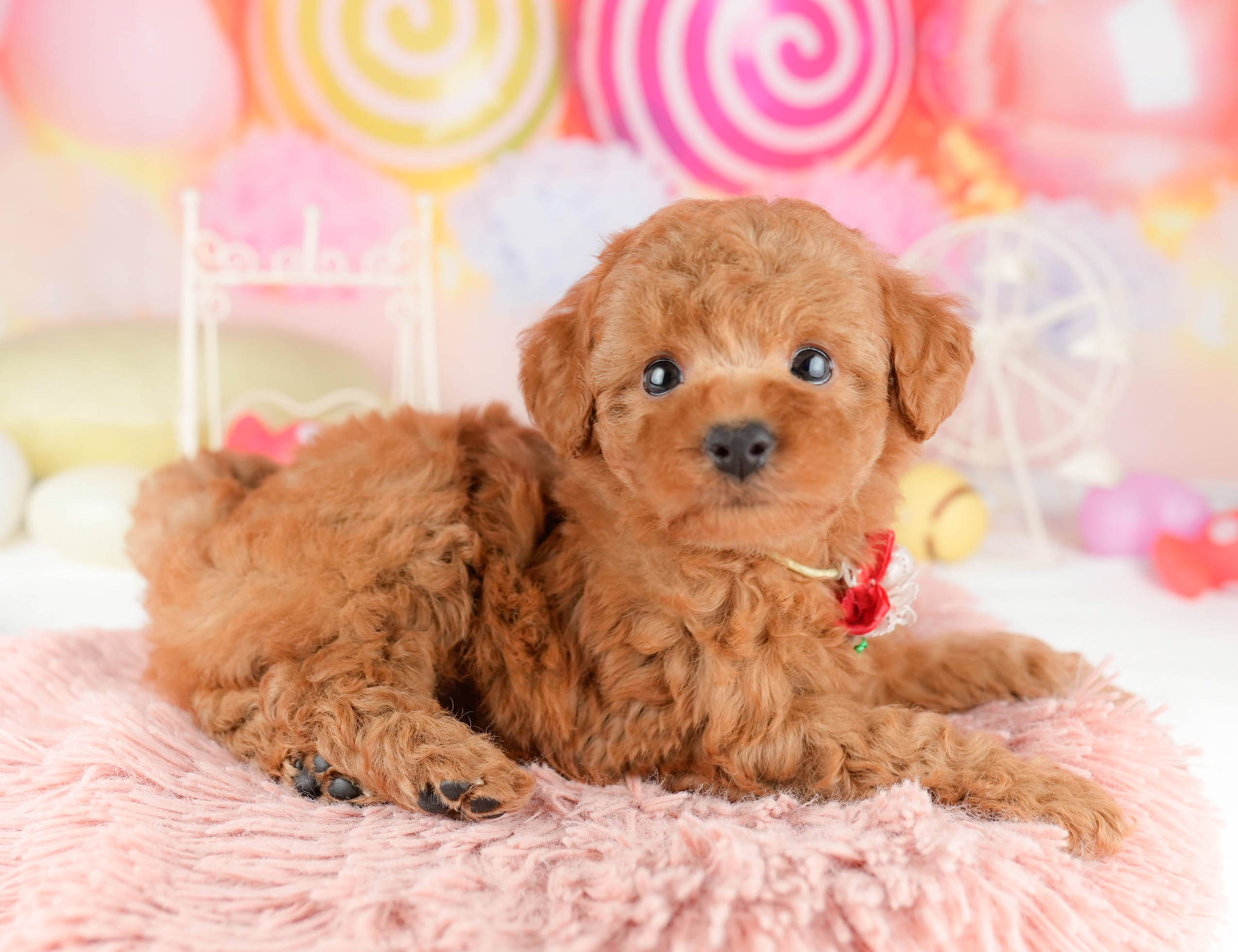 トイ・プードル | 女の子 | レッド | 2026年1月11日