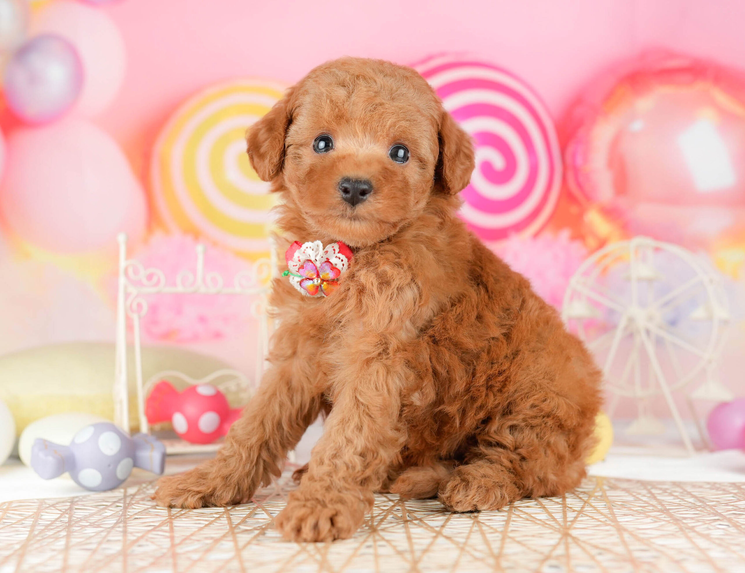 トイ・プードル | 女の子 | レッド | 2026年1月11日