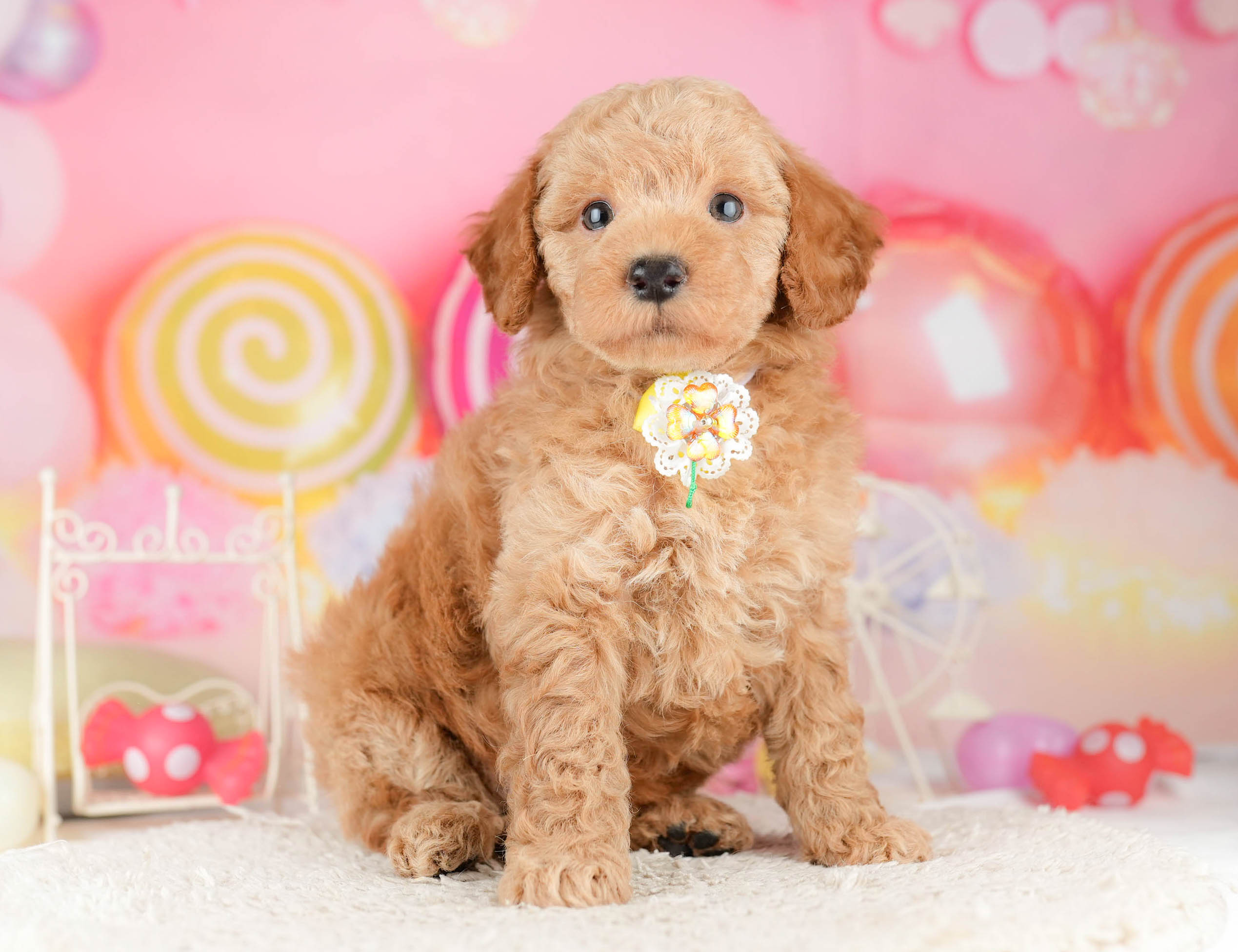 トイ・プードル | 男の子 | レッド | 2026年1月11日