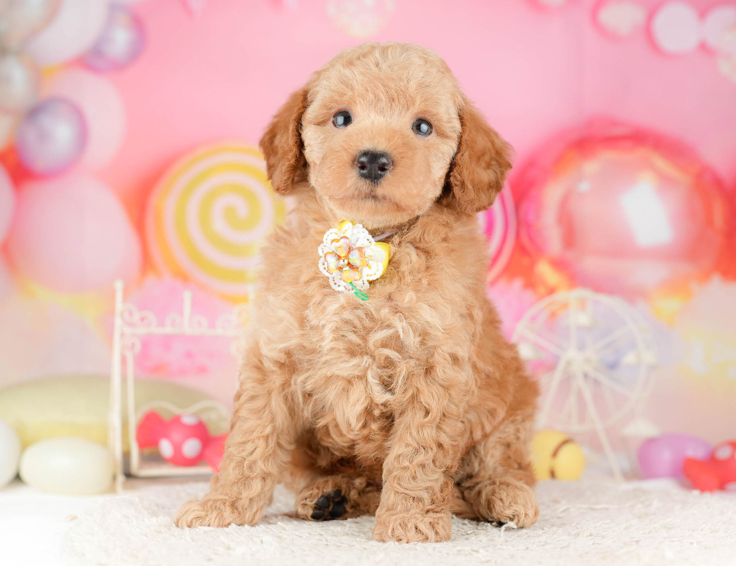 トイ・プードル | 男の子 | レッド | 2026年1月11日