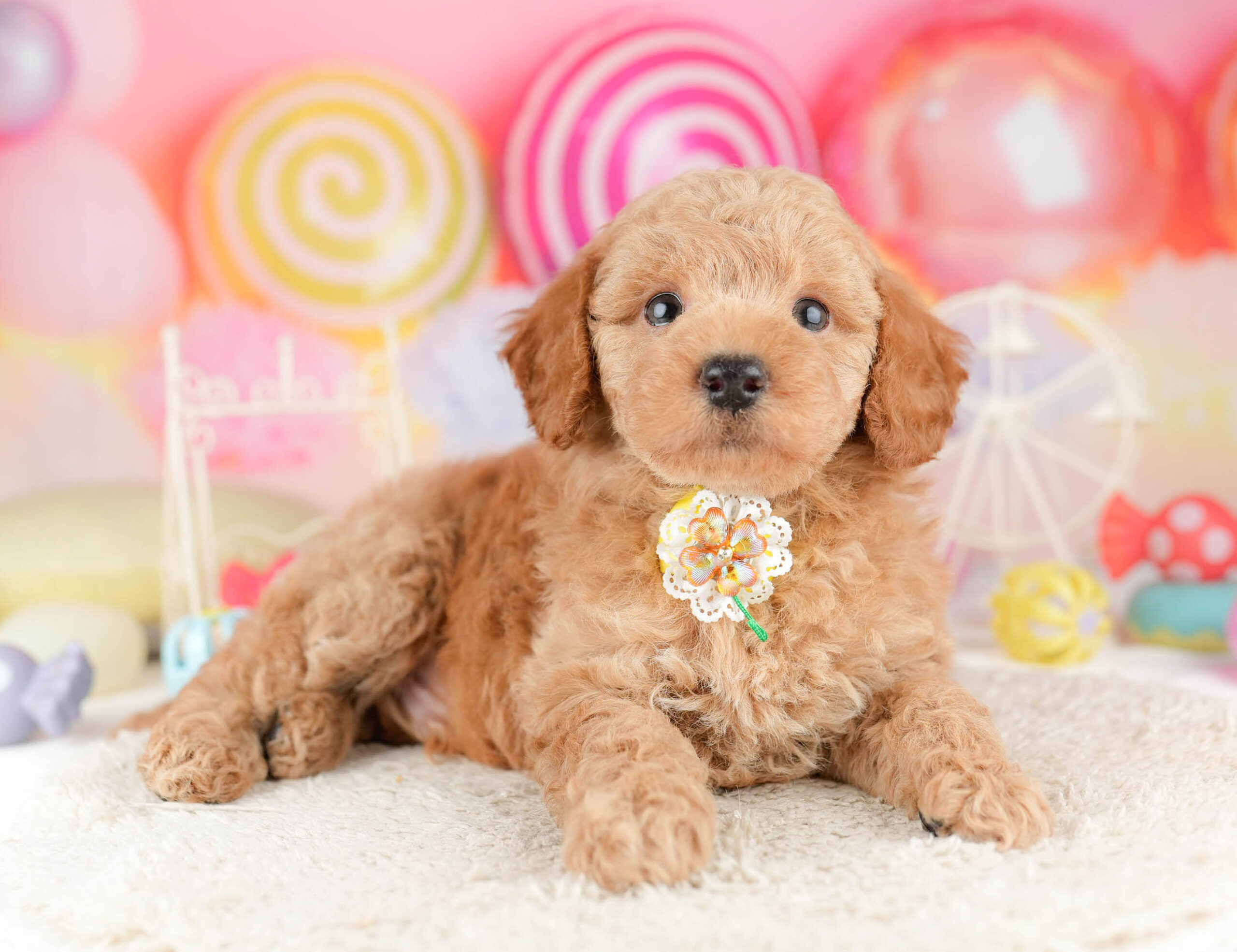 トイ・プードル | 男の子 | レッド | 2026年1月11日