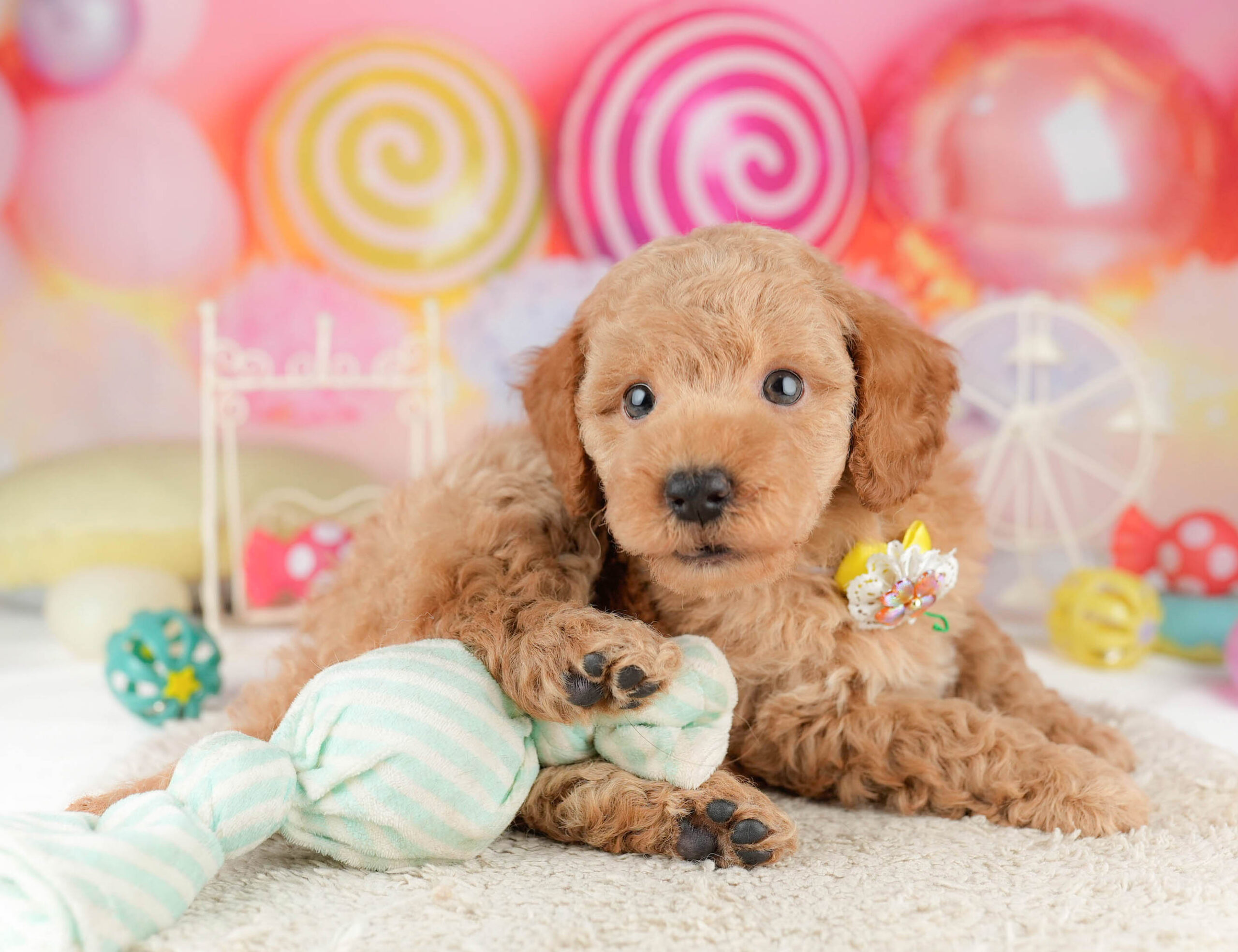 トイ・プードル | 男の子 | レッド | 2026年1月11日