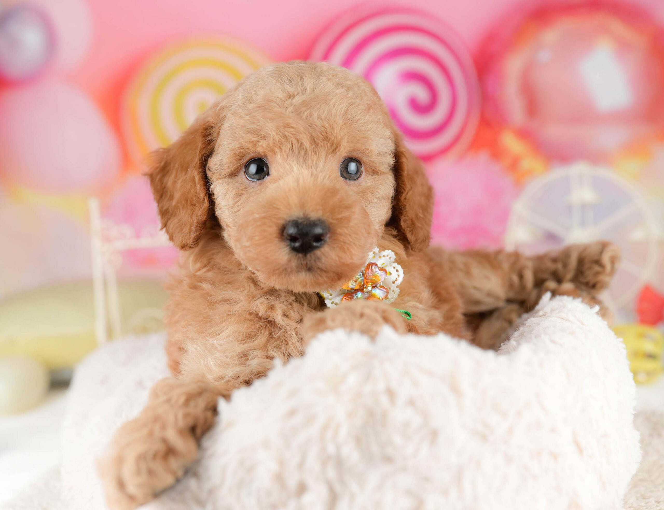 トイ・プードル | 男の子 | レッド | 2026年1月11日