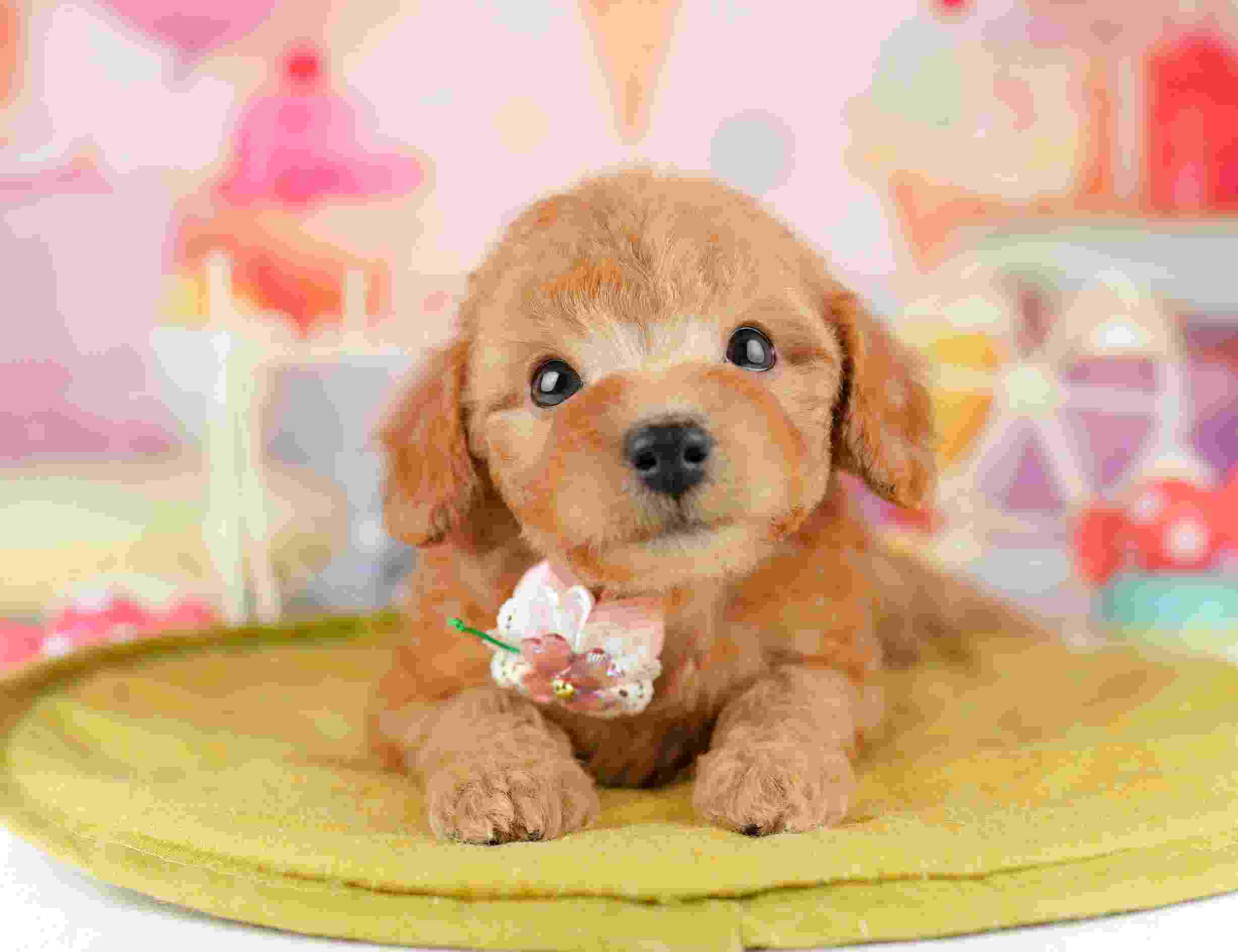 トイ・プードル | 女の子 | レッド | 2026年1月11日