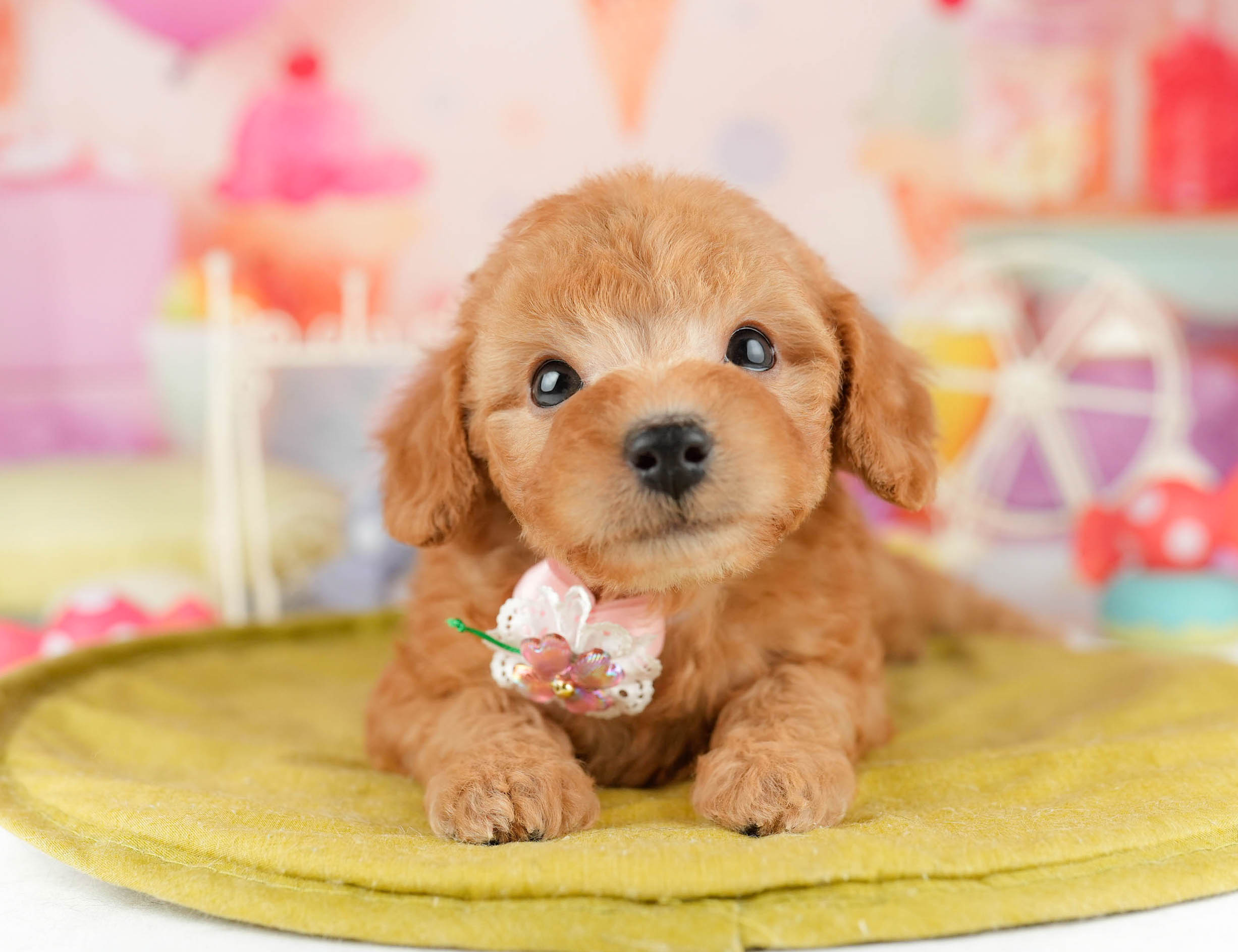 トイ・プードル | 女の子 | レッド | 2026年1月11日