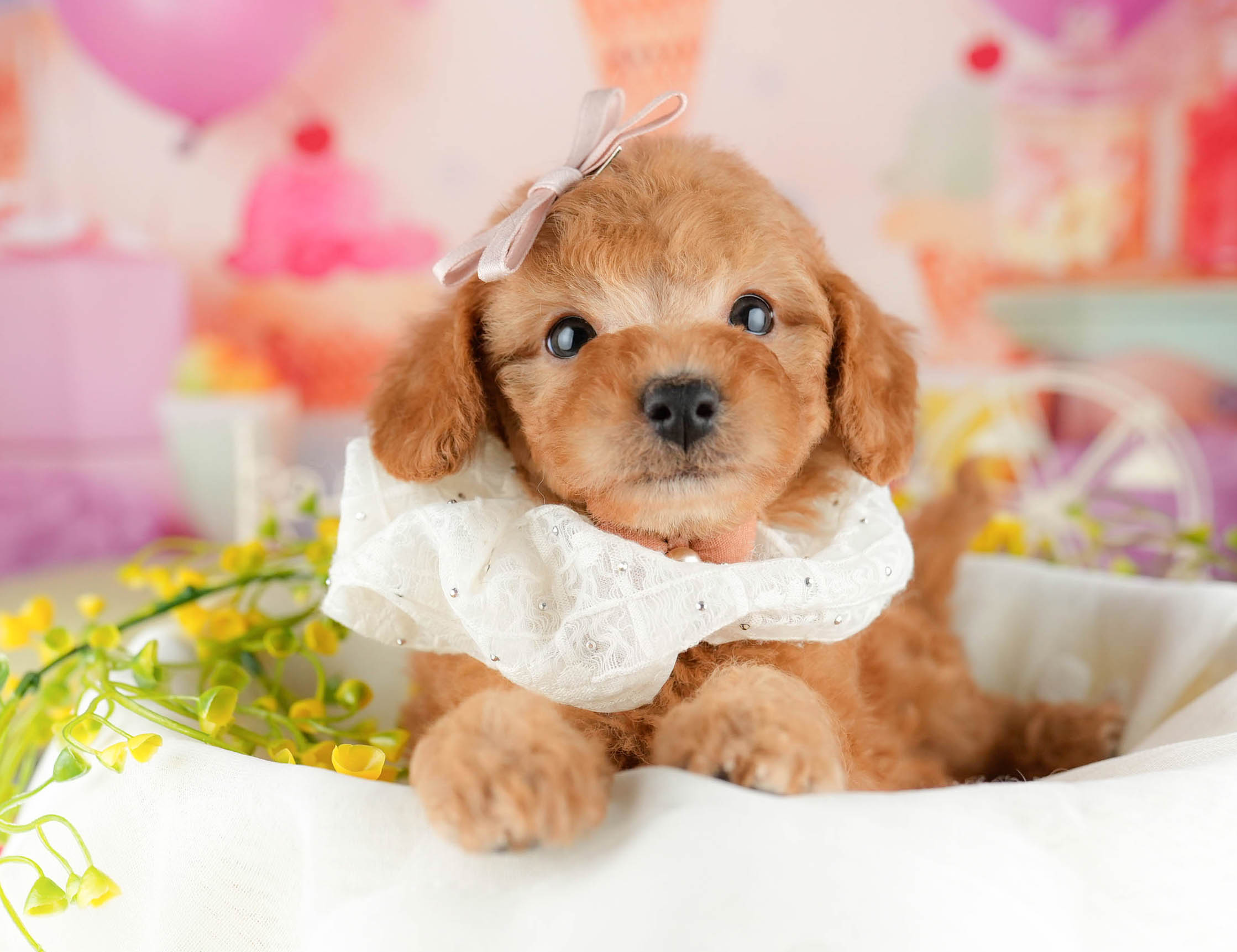 トイ・プードル | 女の子 | レッド | 2026年1月11日